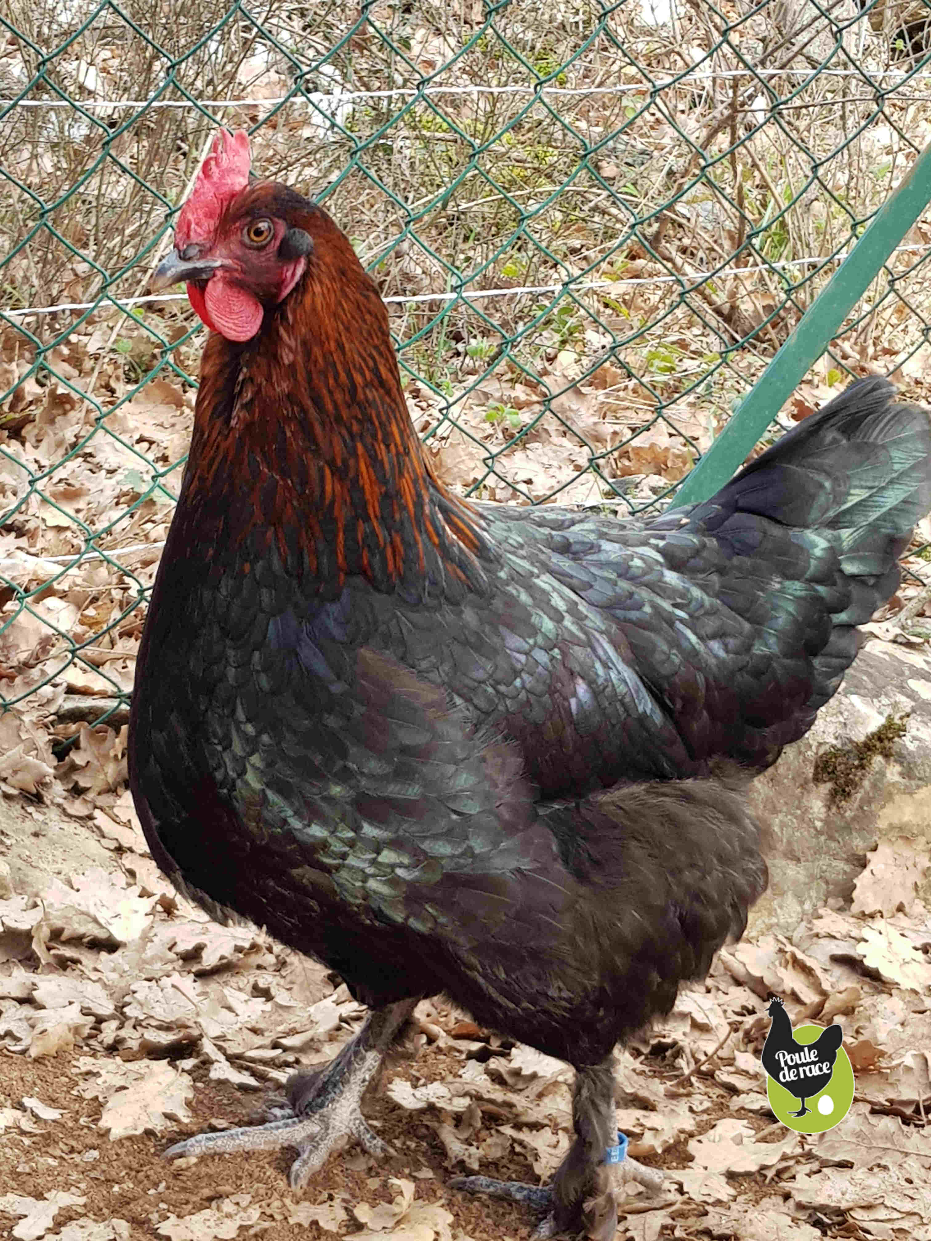 poule marans "noir à camail cuivré" poule marans "noir à camail cuivré"