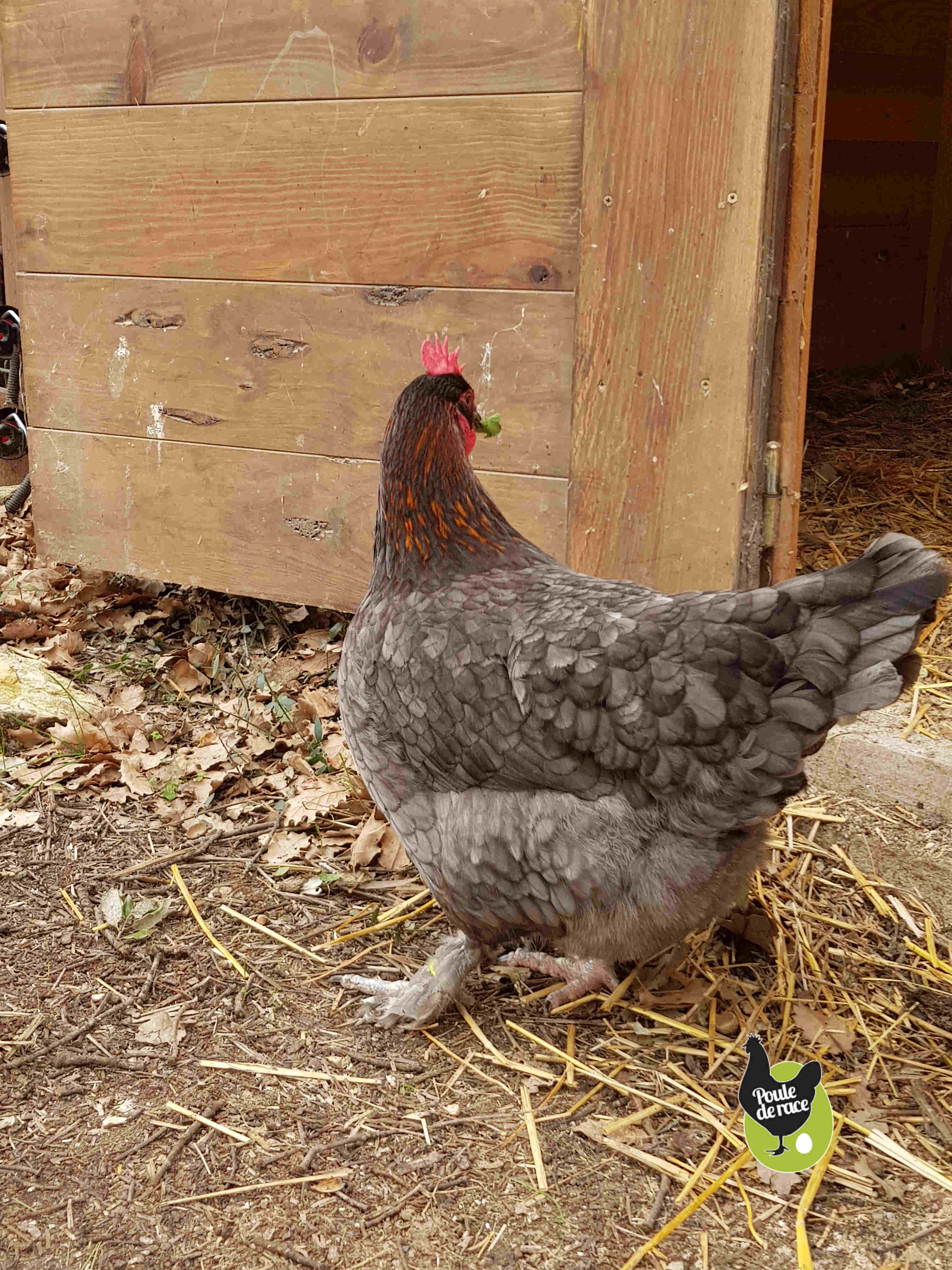 poule marans "bleu à camail cuivré"