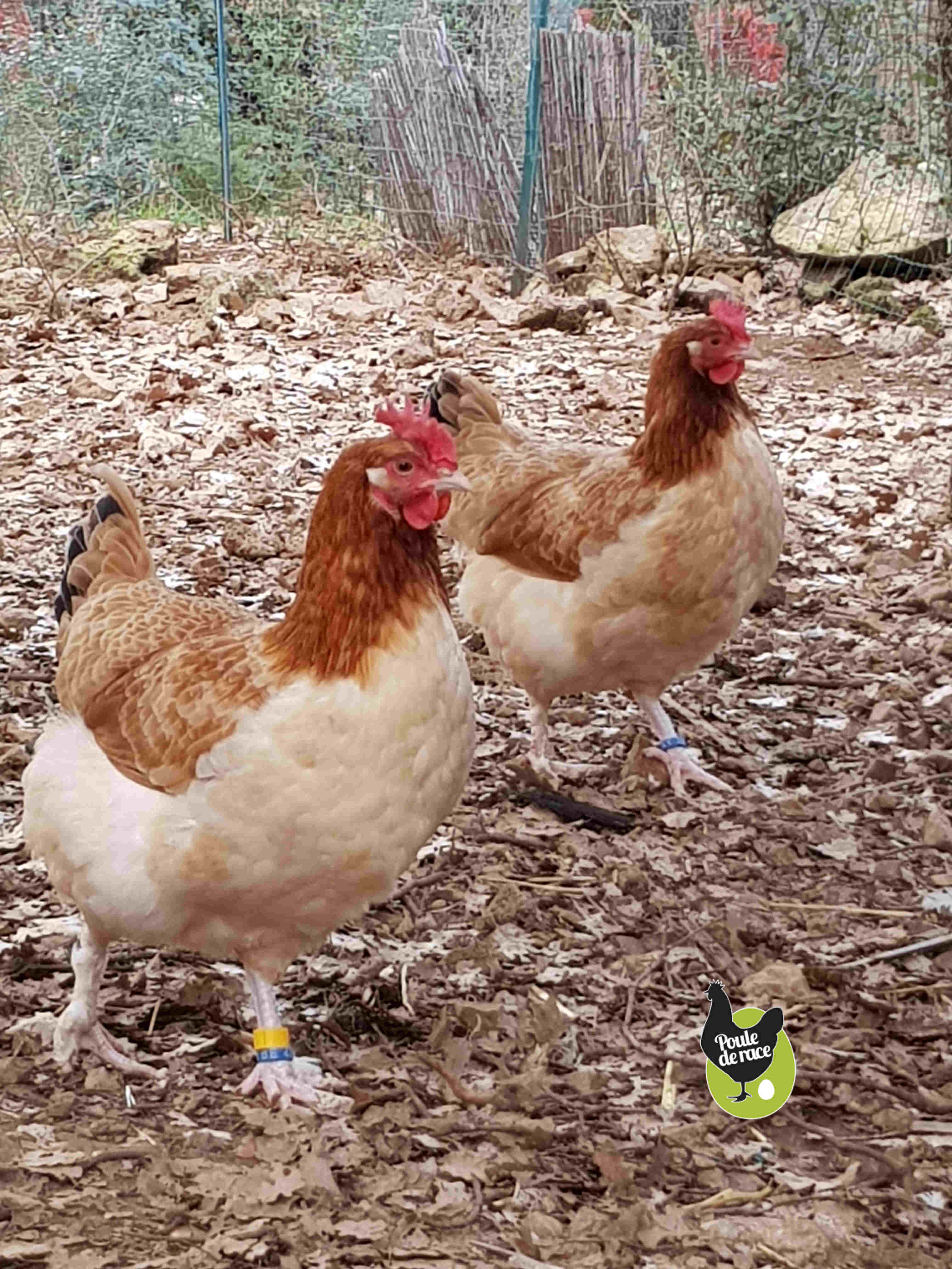 poules froment doré
