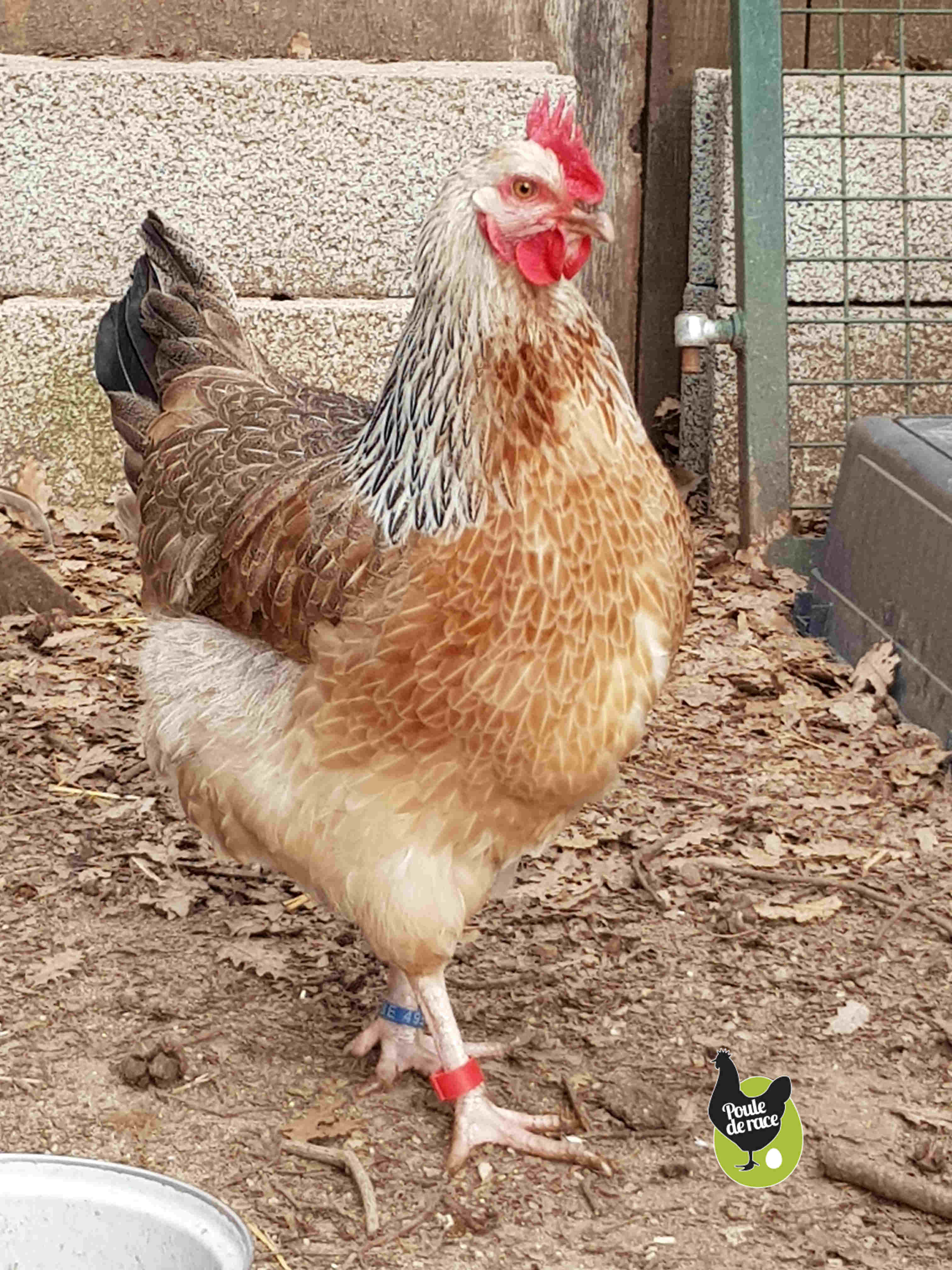poule marans saumon argenté poule marans saumon argenté