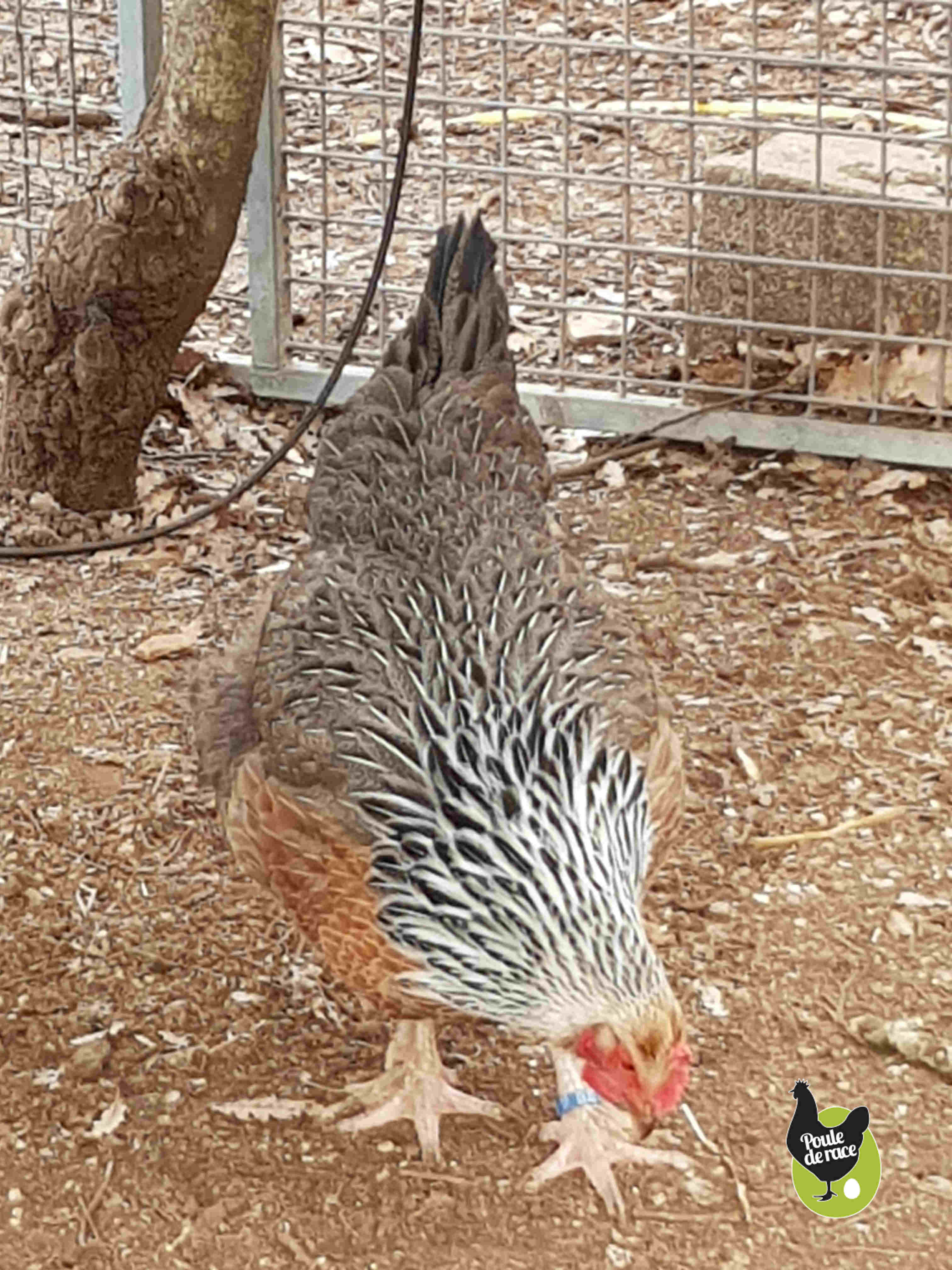 poule marans saumon argenté