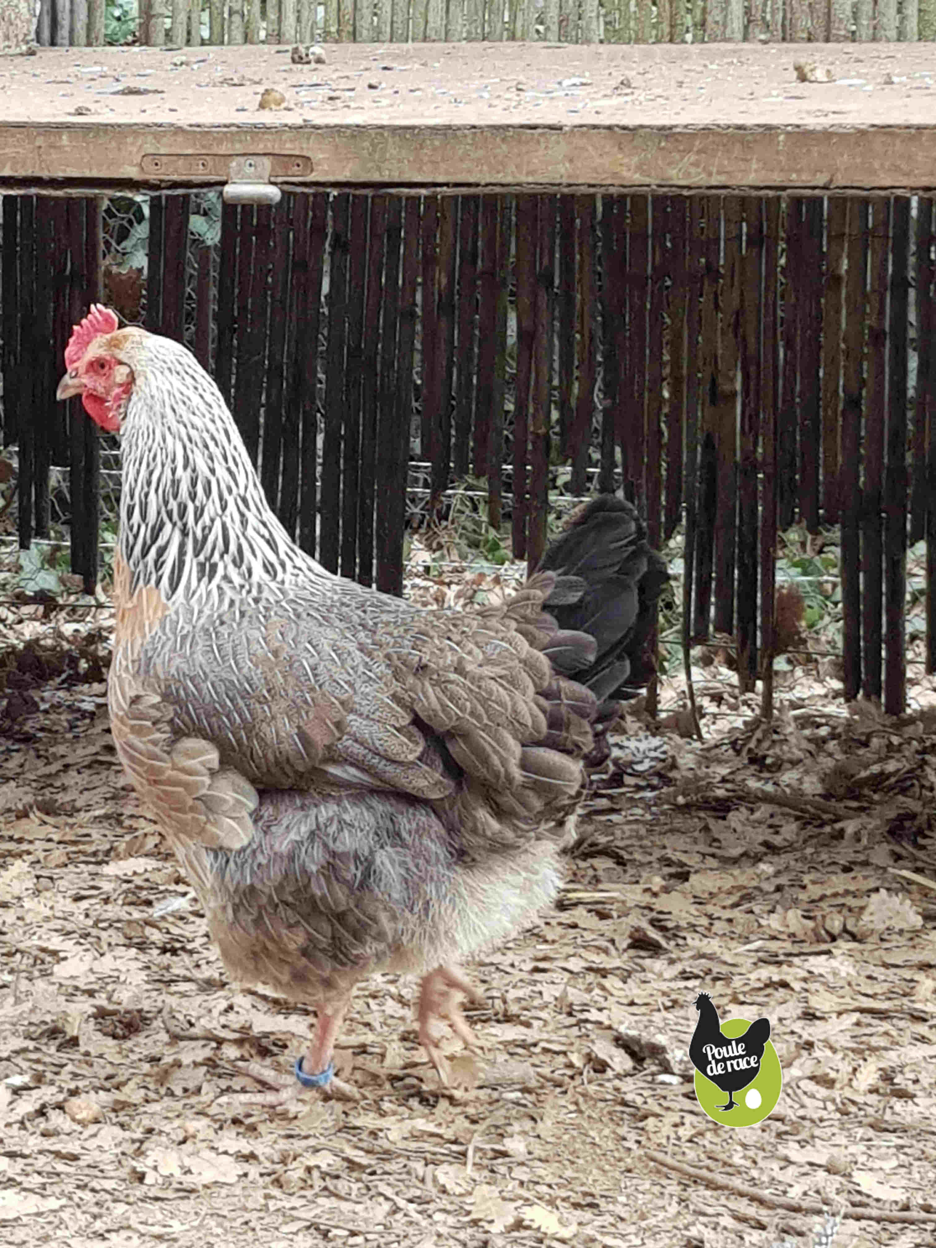 poule marans saumon argenté poule marans saumon argenté