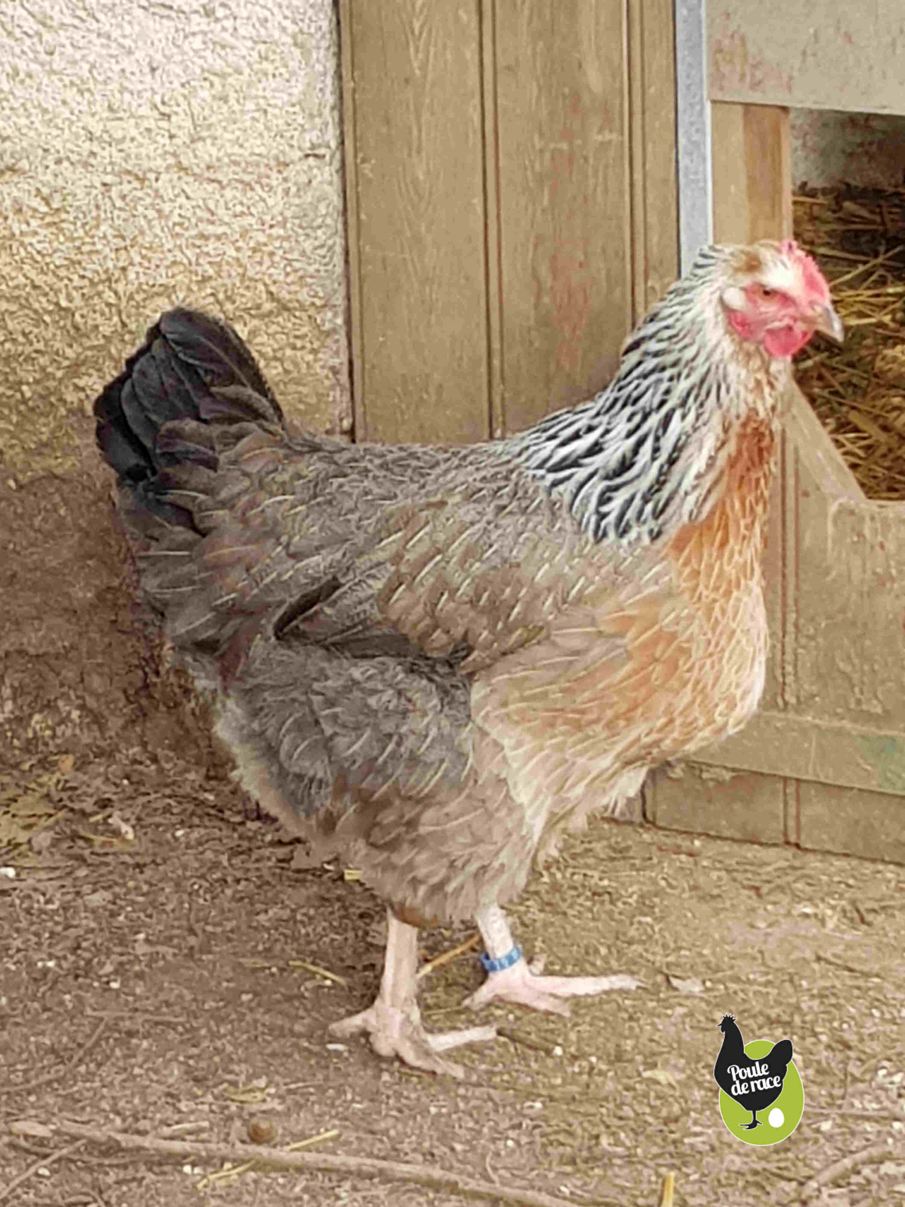 poule marans saumon argenté