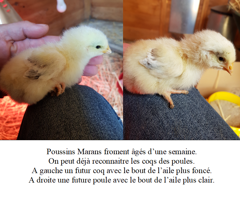 La Marans froment doré