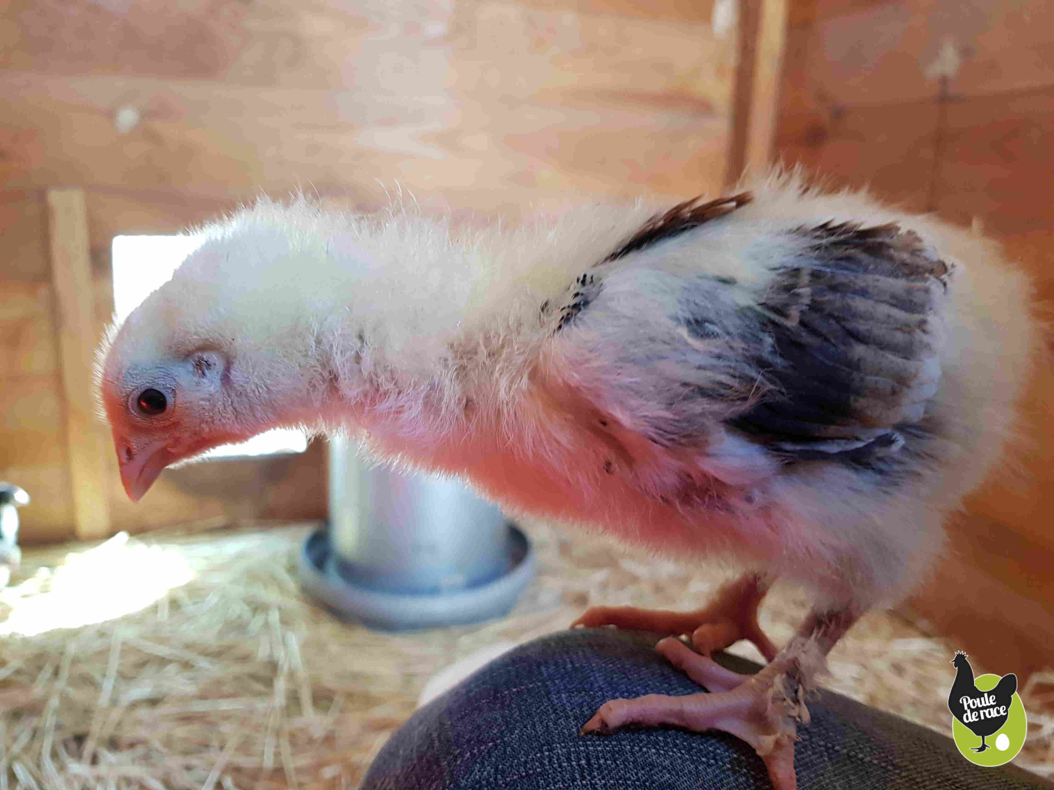 poussin froment doré de 3 semaines un futur coq , on fait tres bien la différence avec une poule à cet age là.