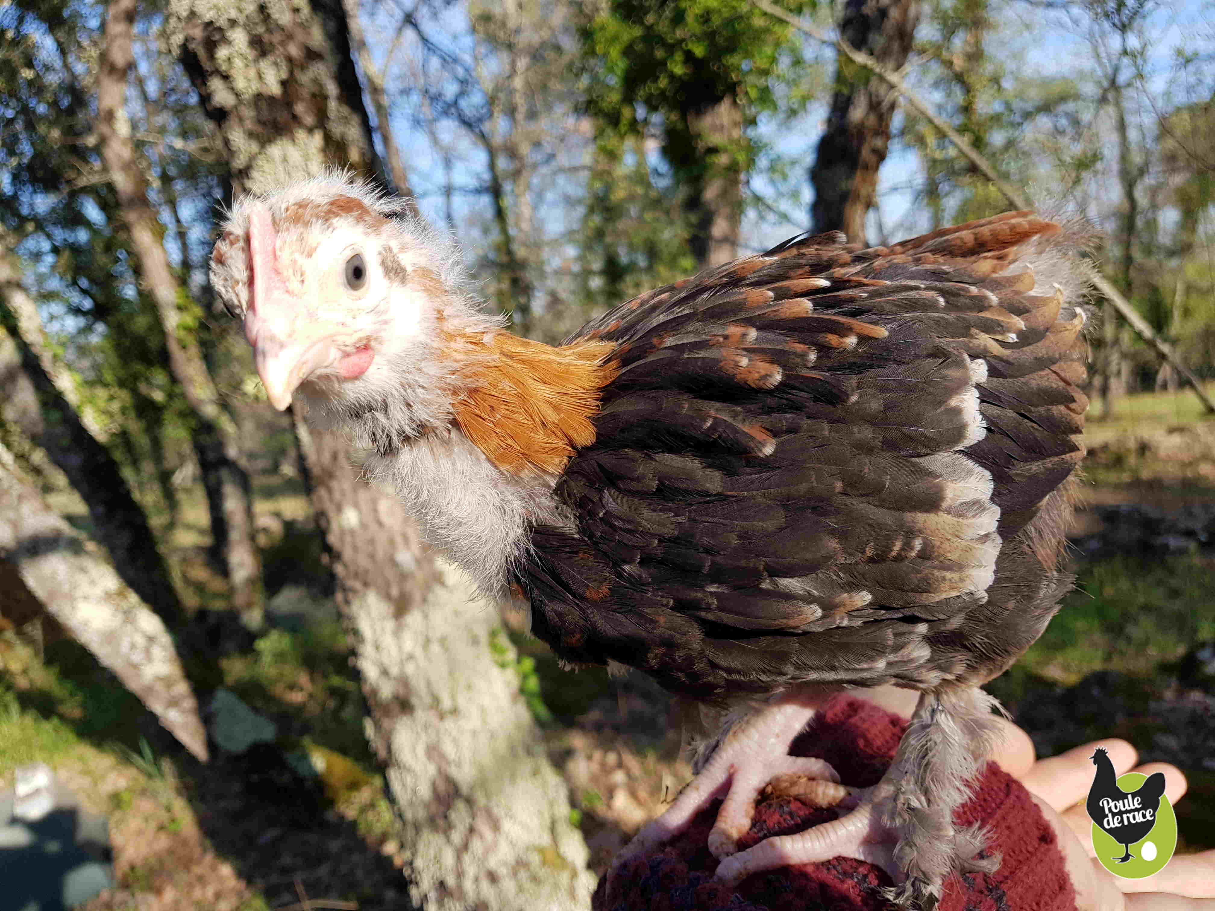 coq marans froment doré de 5 semaines