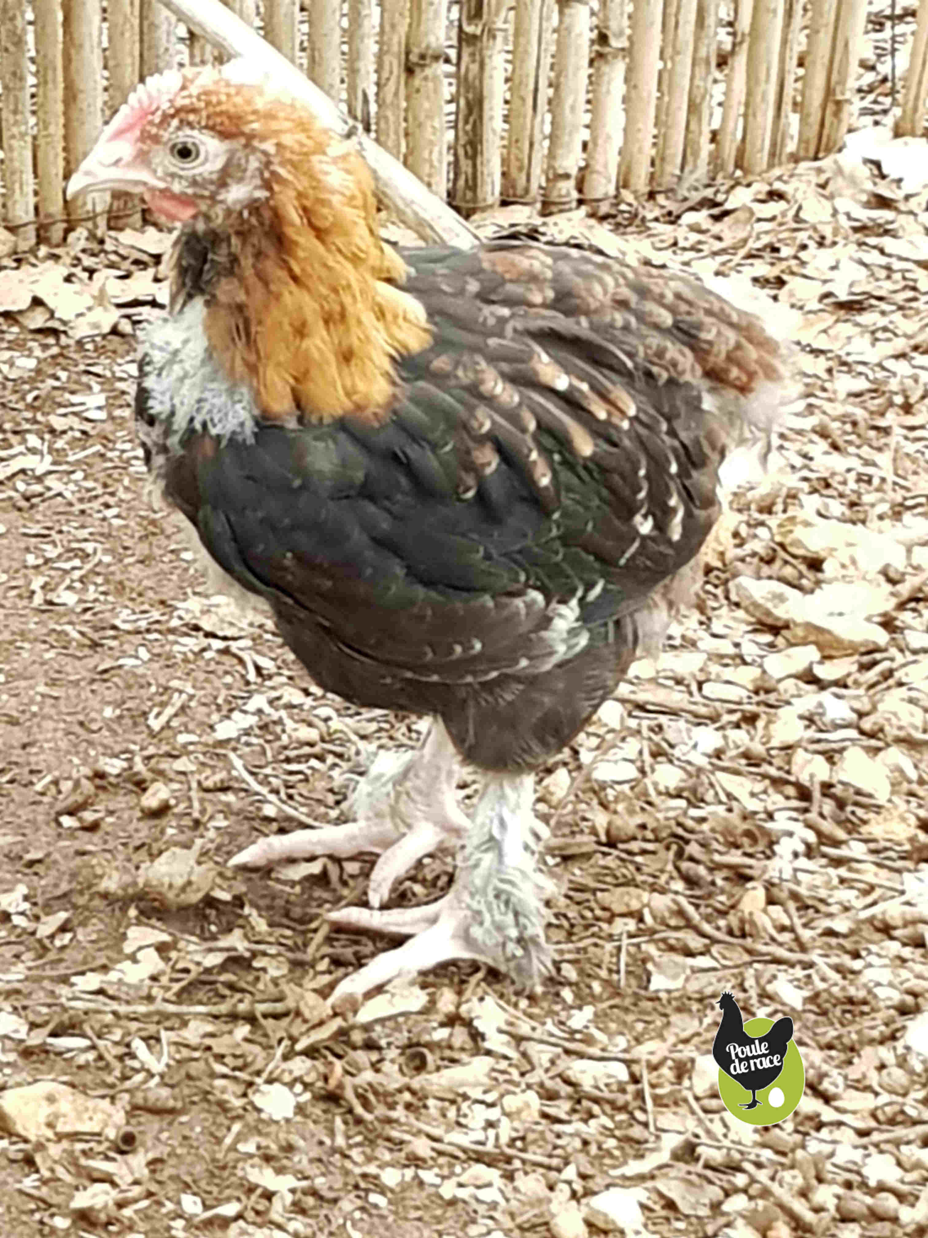 coq marans froment doré de 7 semaines