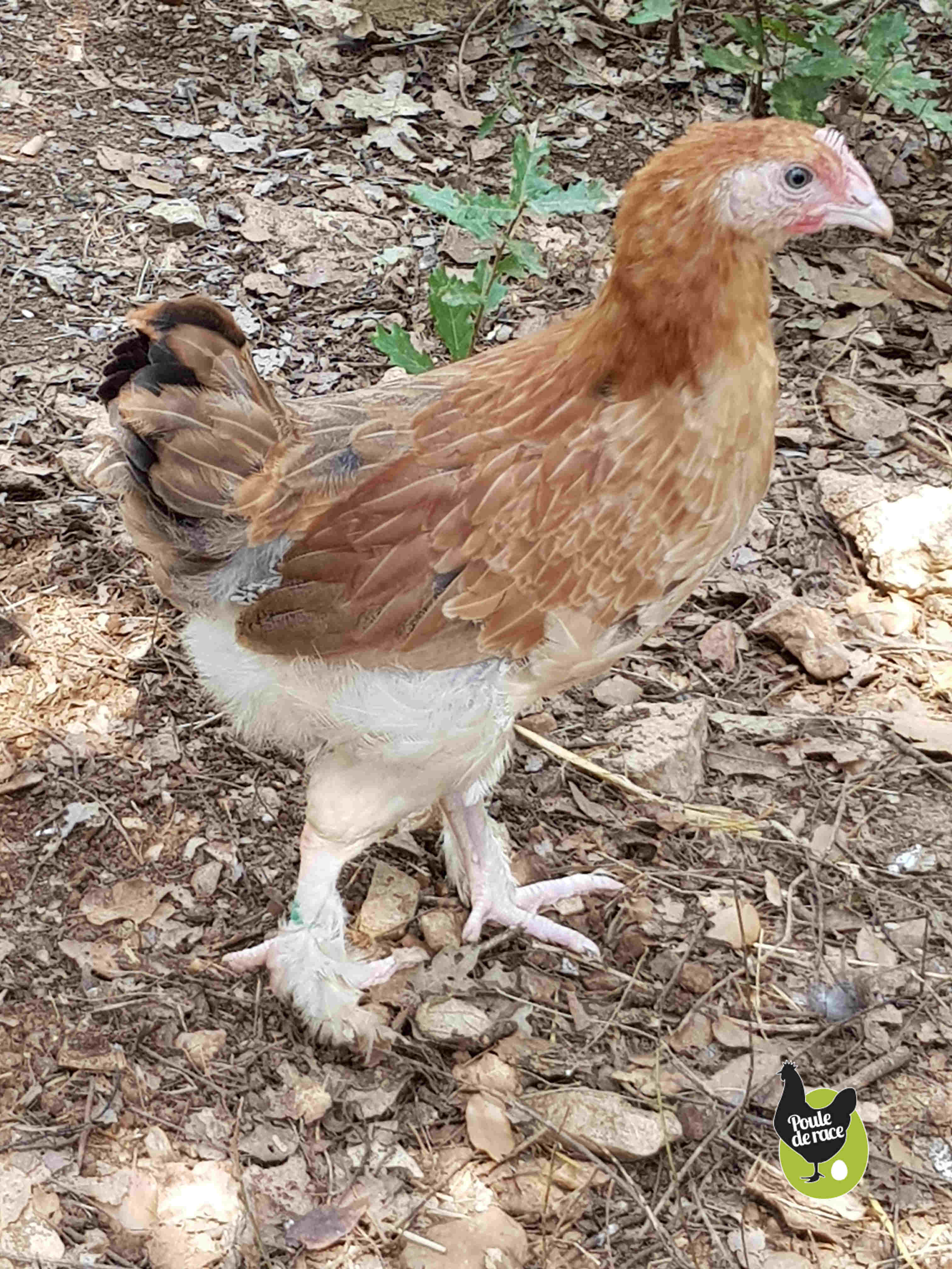 poulette marans froment doré de 2 mois