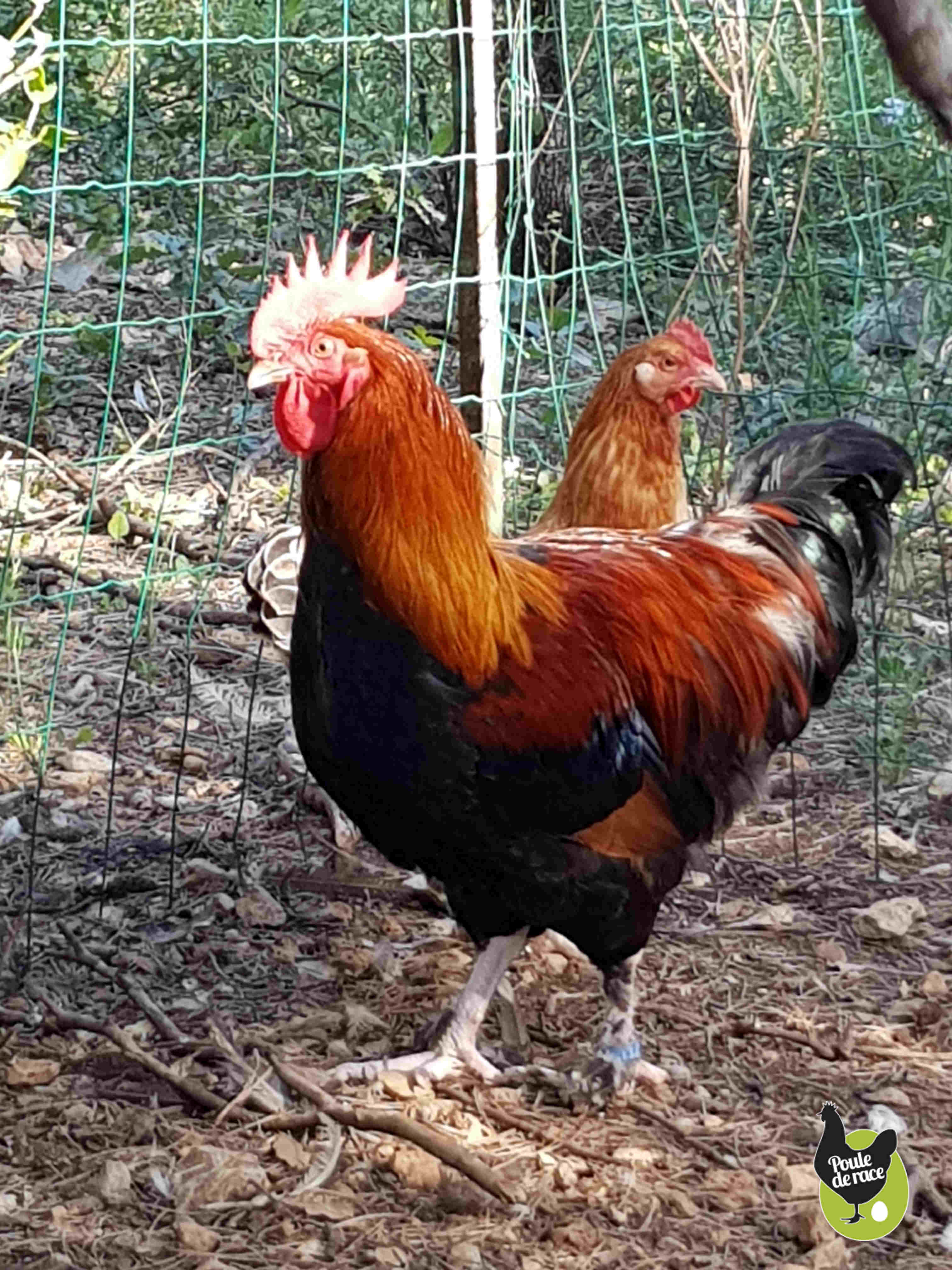 coq marans froment doré de 5 mois avec une poule marans froment doré