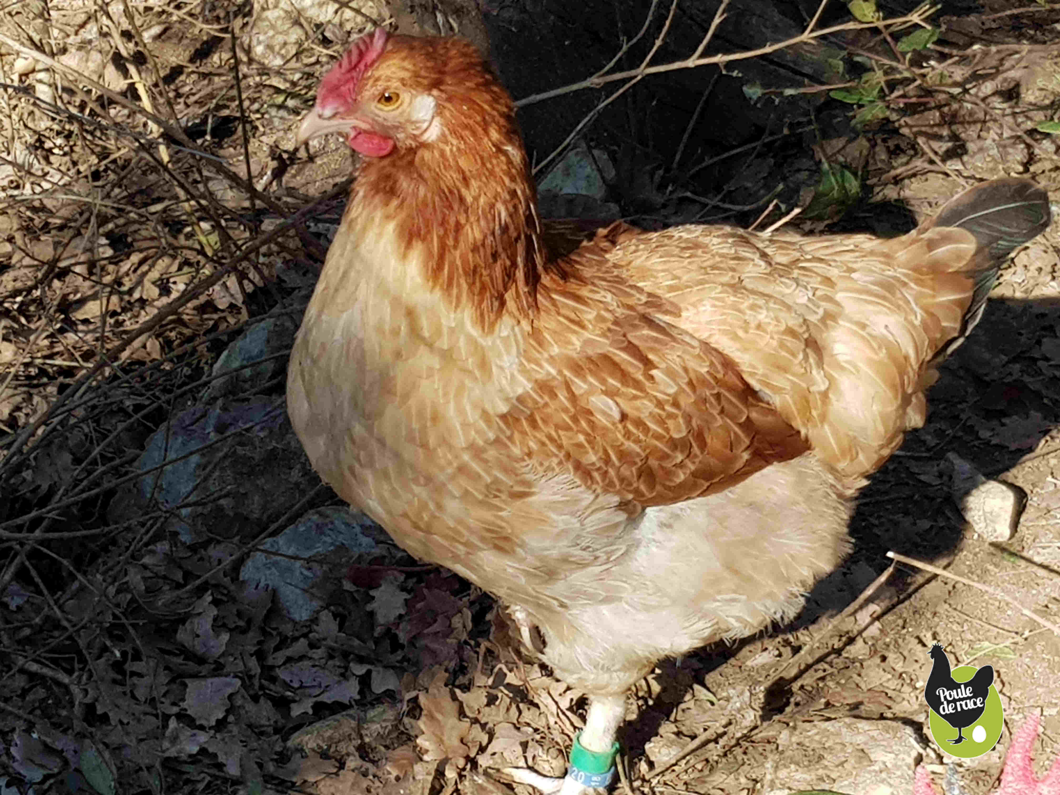 poule marans froment doré de 5 mois