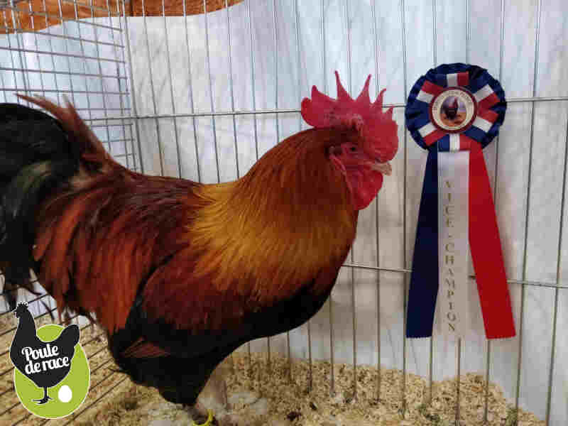 coq marans froment doré de 8 mois vice champion PACA 2018