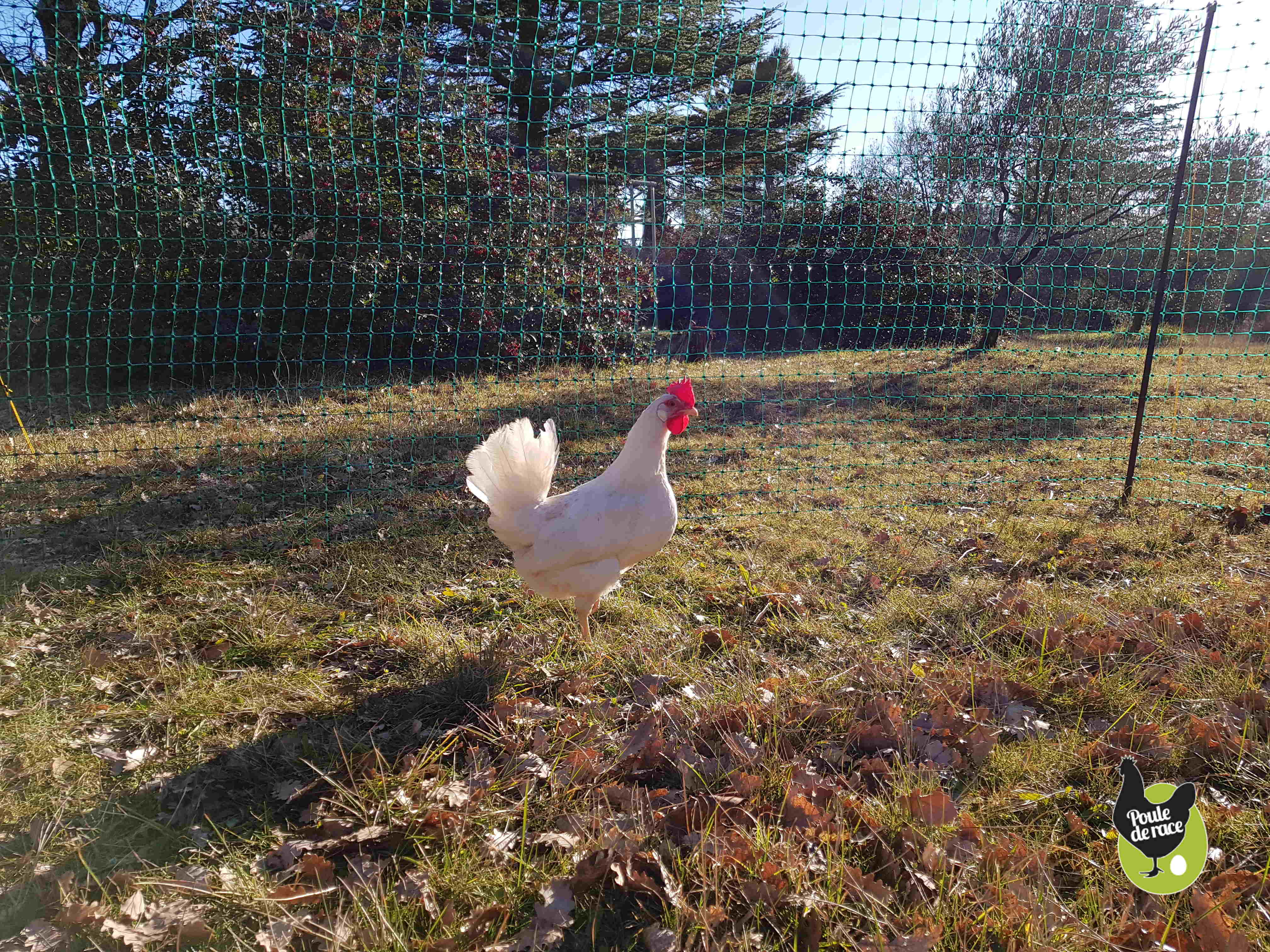 le filet permet de faire profiter les poules d'un parc herbeux