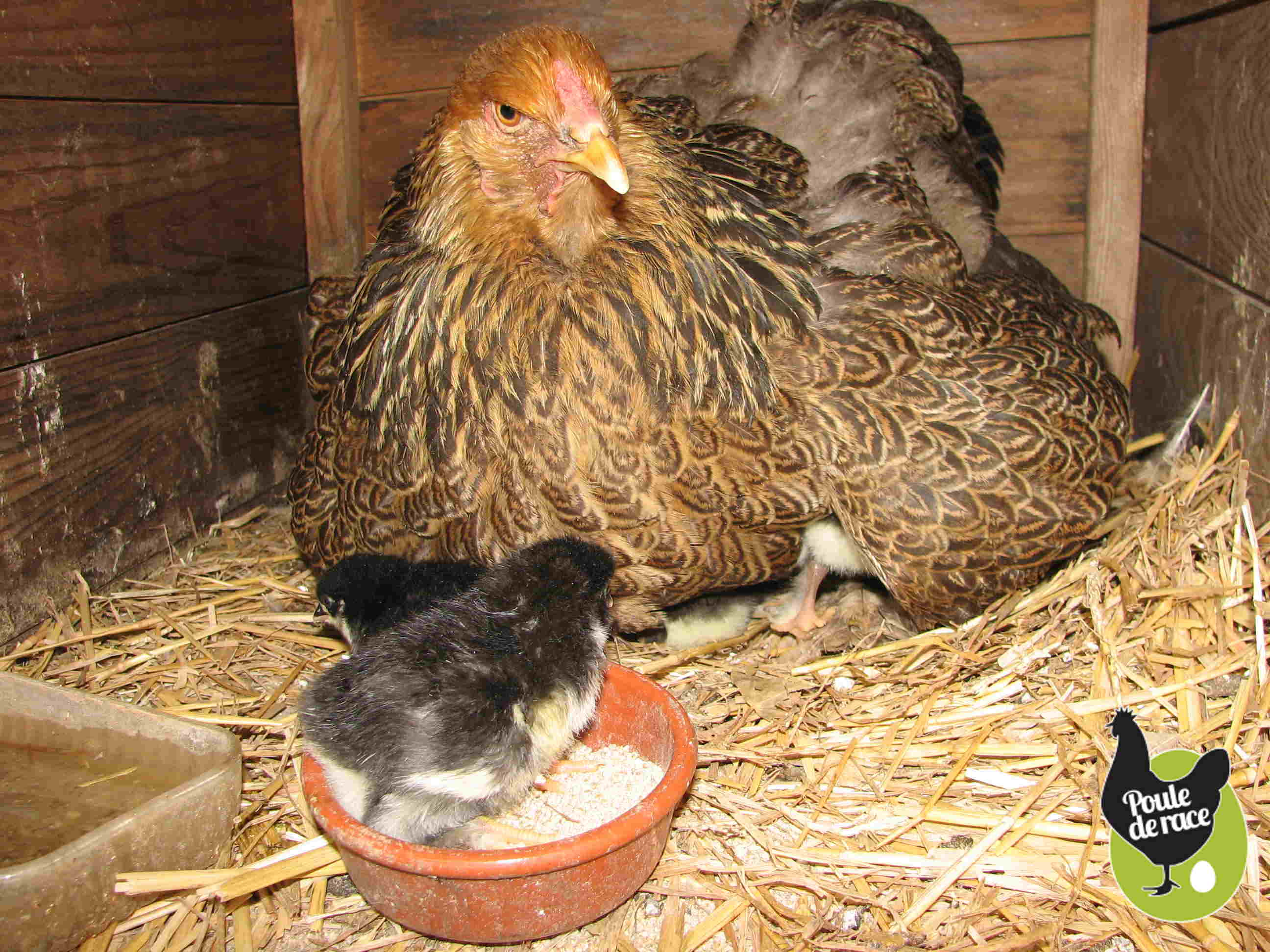 poule brahma 1 couvée par an