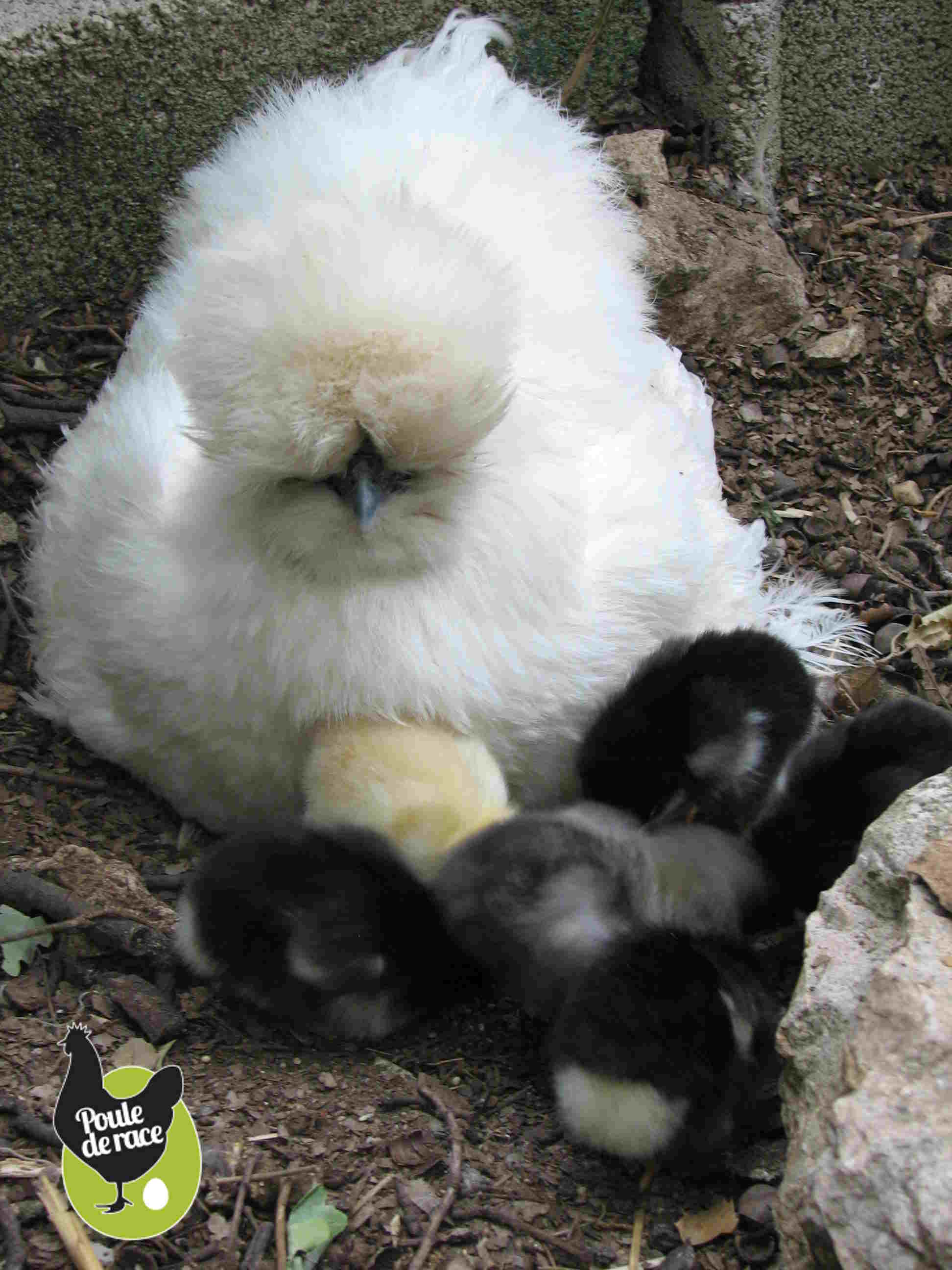 poule soie jusqu'à 5 couvée par an