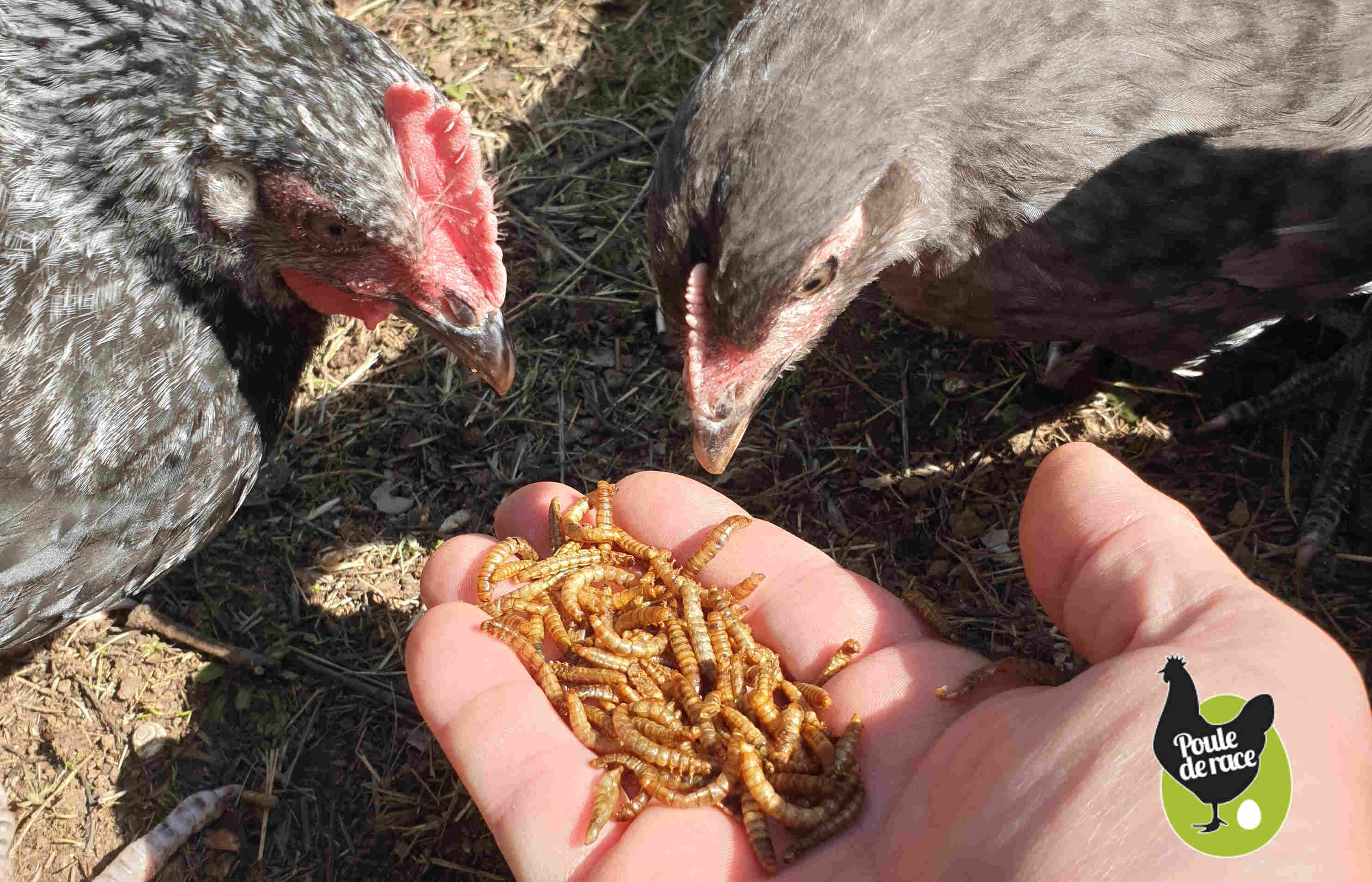 Vers de farine pour les poules : la friandise pour améliorer la ponte et  santé des poules - Poulailler pas cher