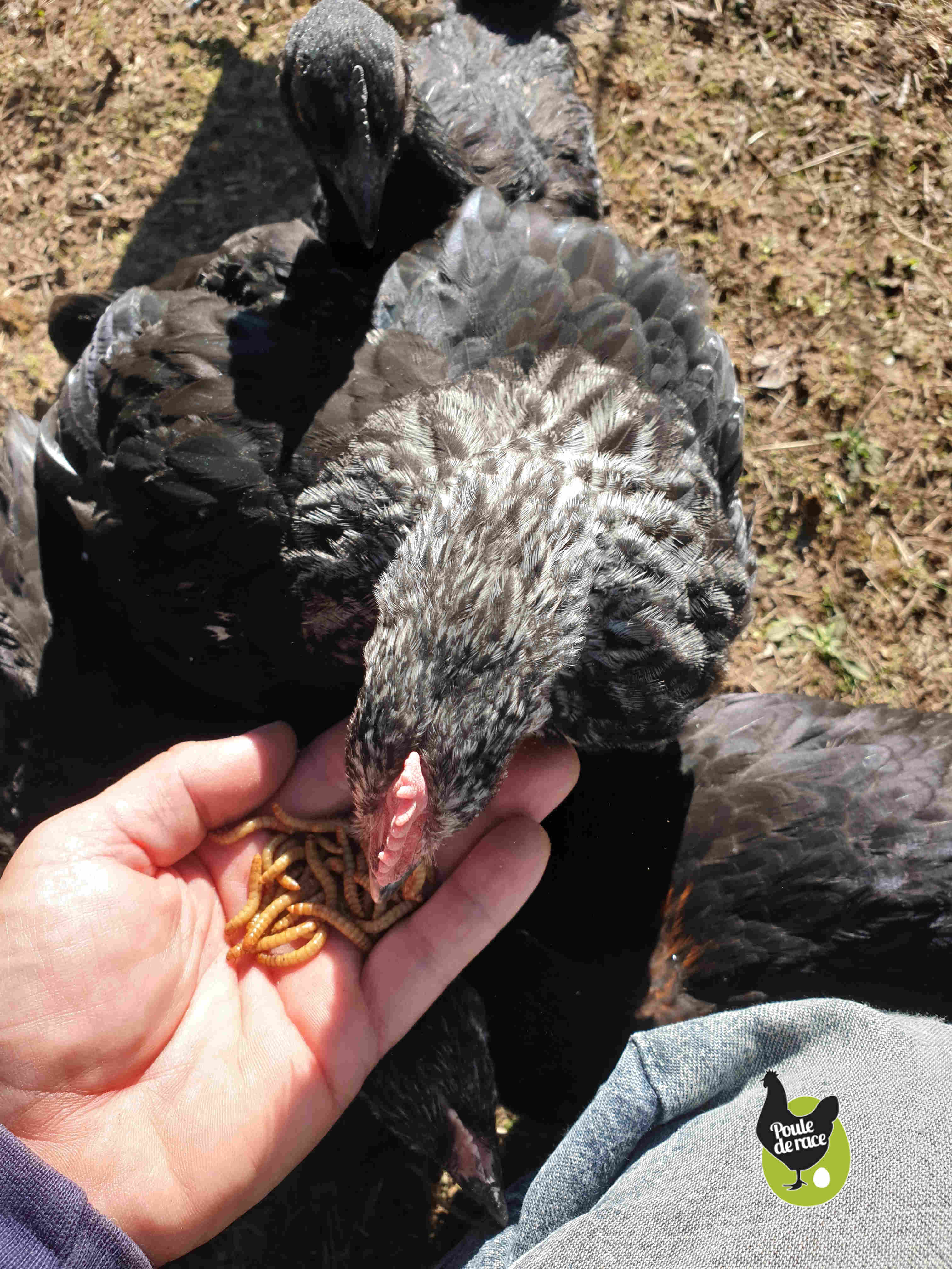 Vers de farine Vers de farine