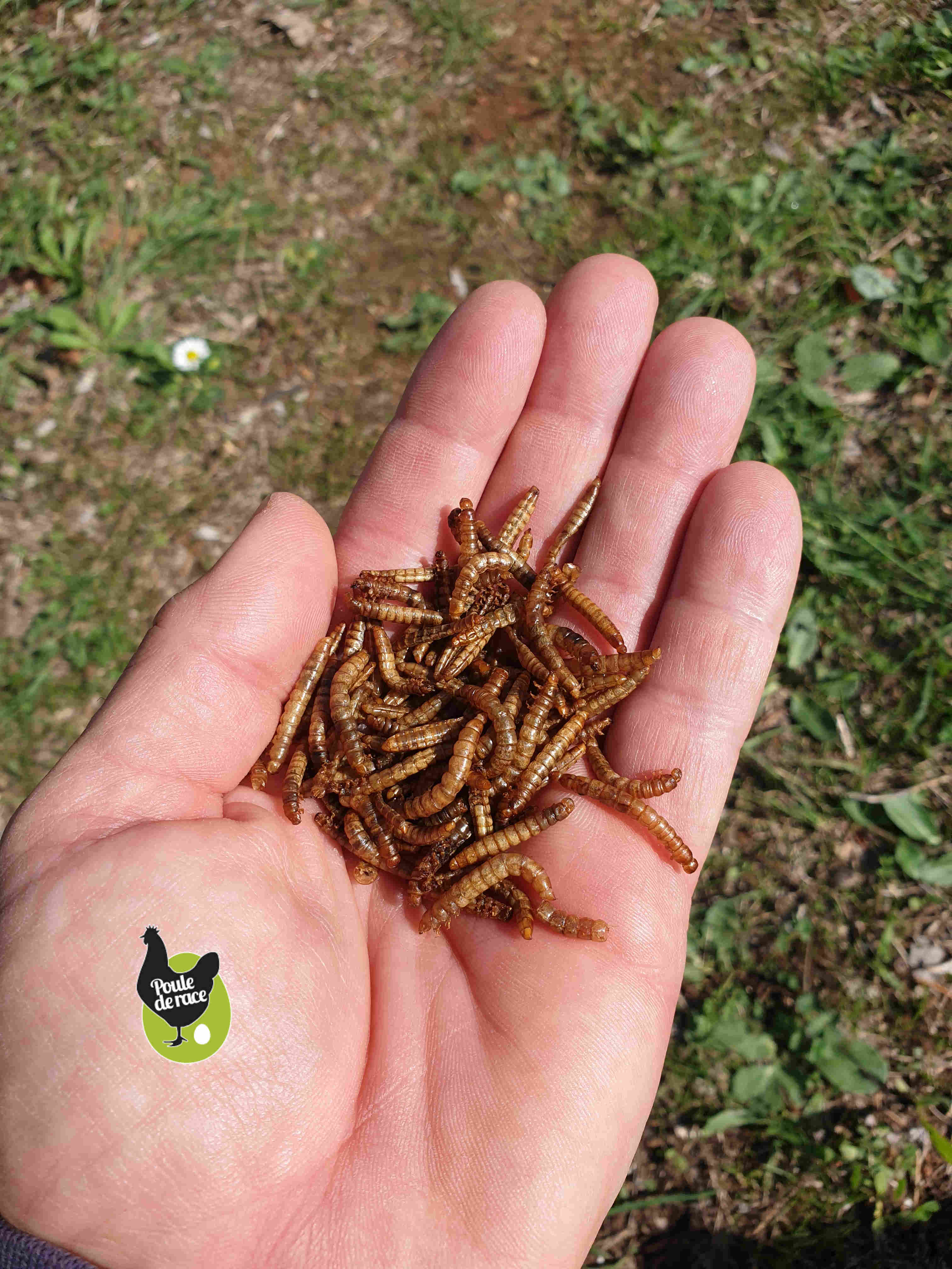 Vers de farine Vers de farine