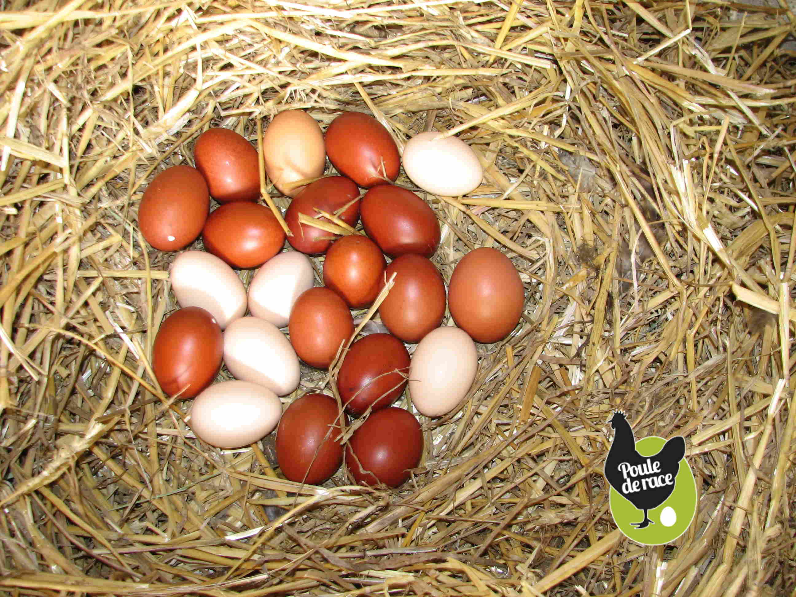 Les poules ponte et œufs Les poules ponte et œufs