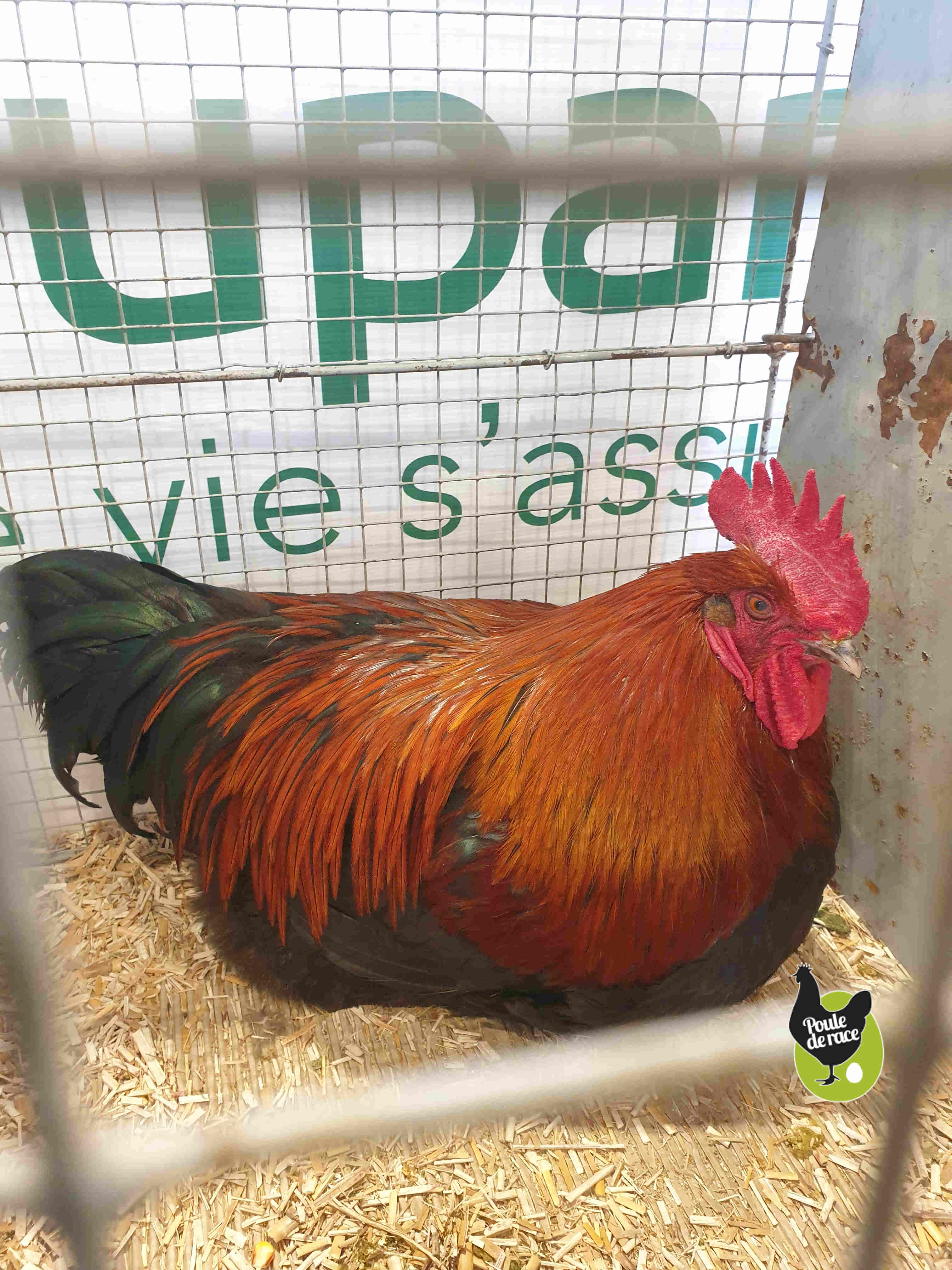 Coq marans noir à camail cuivré Coq marans noir à camail cuivré