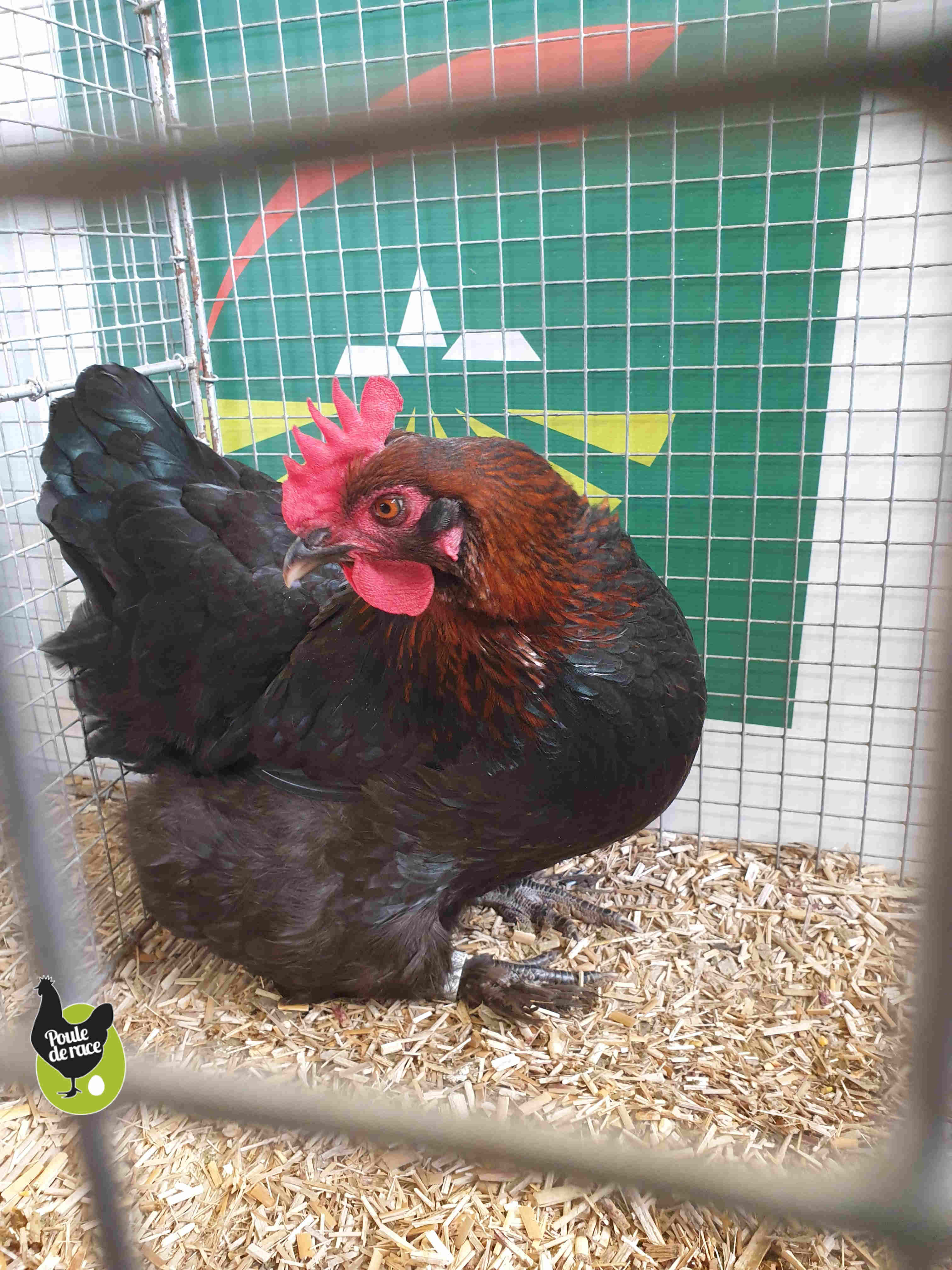 poule marans noir à camail cuivré poule marans noir à camail cuivré