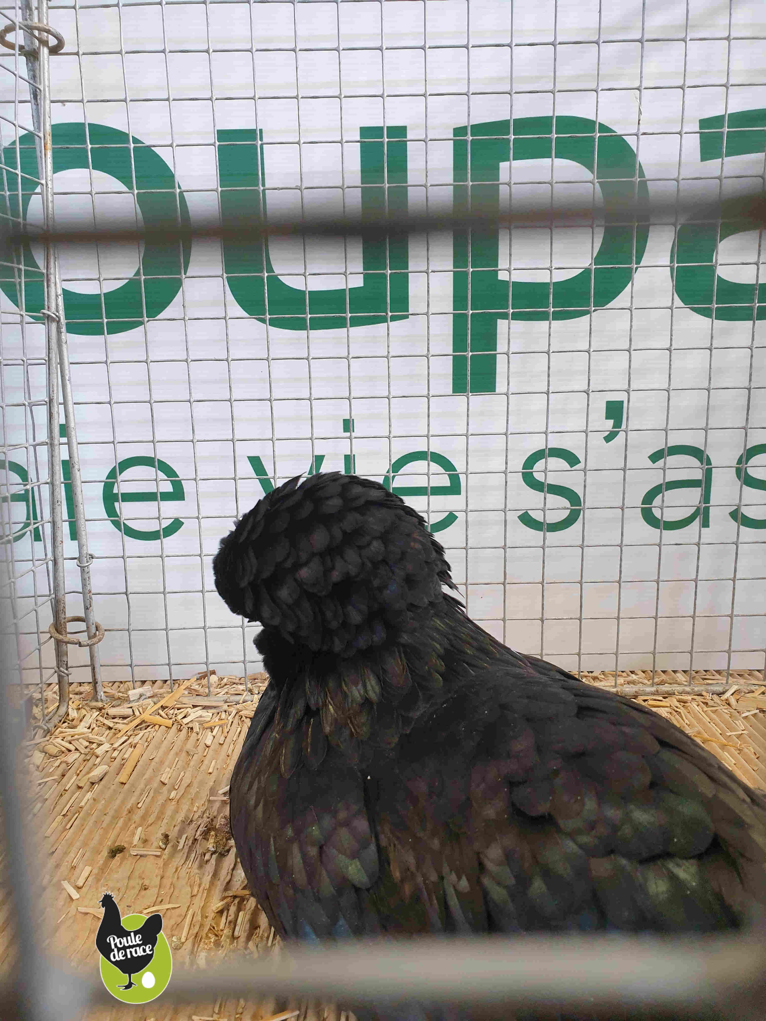 poule padoue naine noir poule padoue naine noir