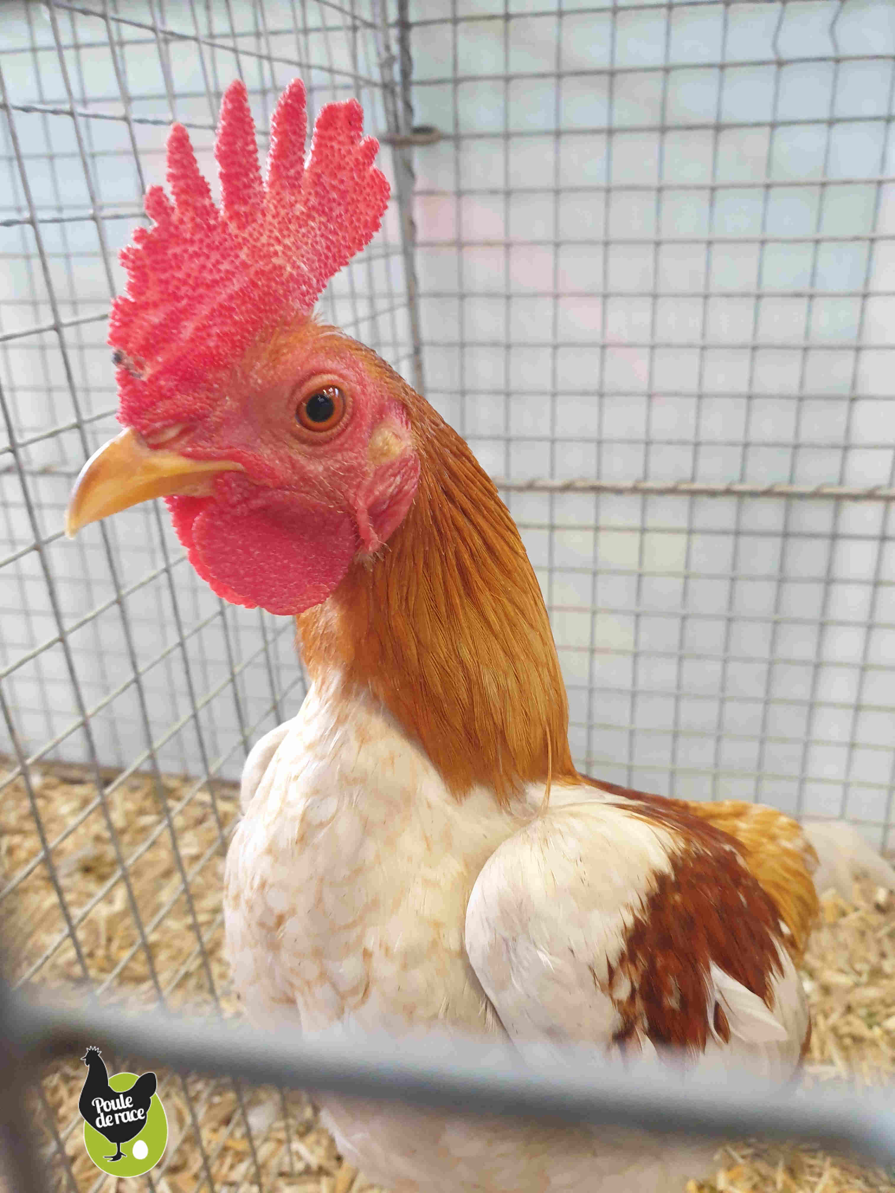 coq combattant anglais moderne nain saumon blanc doré coq combattant anglais moderne nain saumon blanc doré