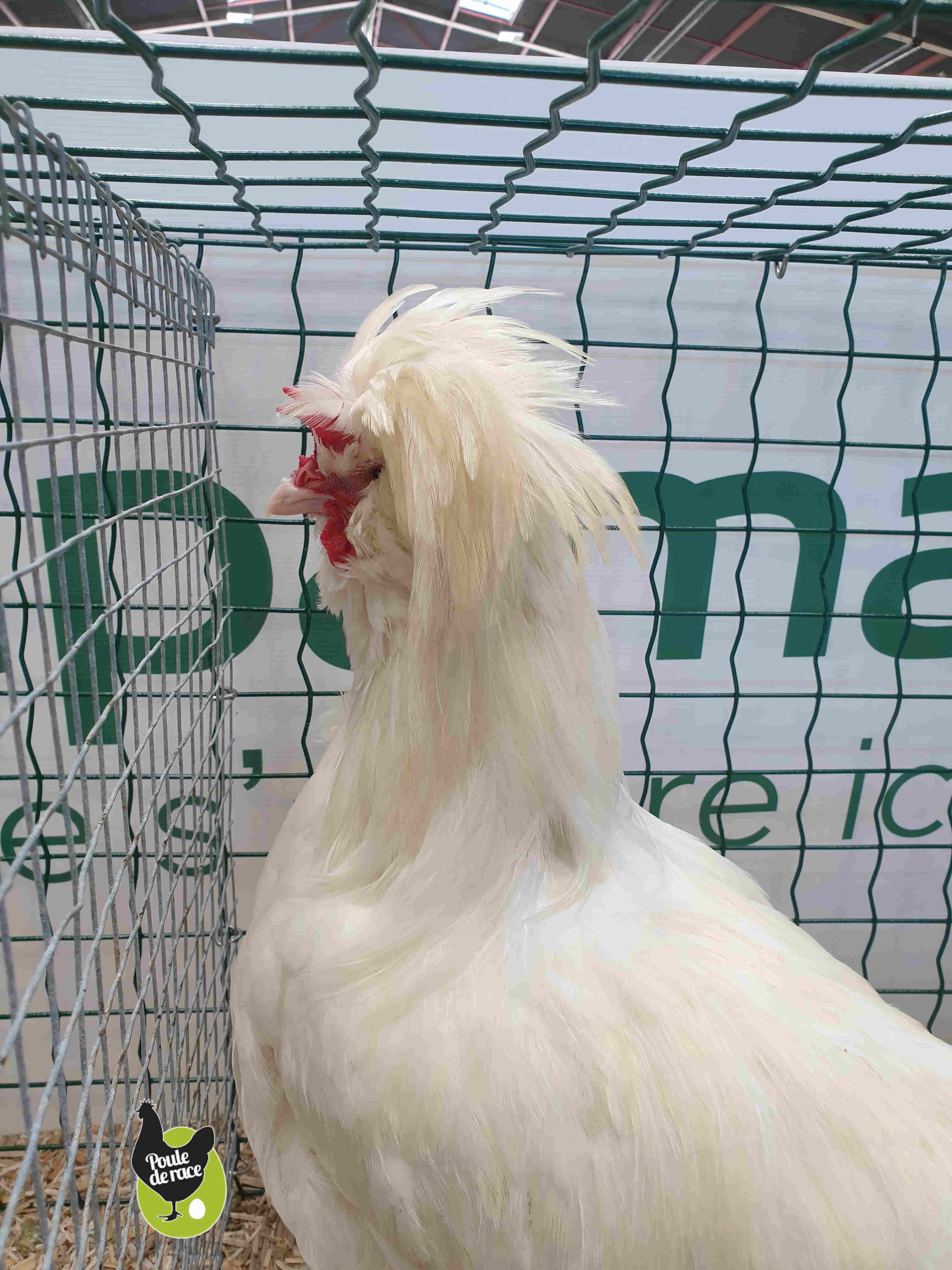 coq houdan blanc coq houdan blanc