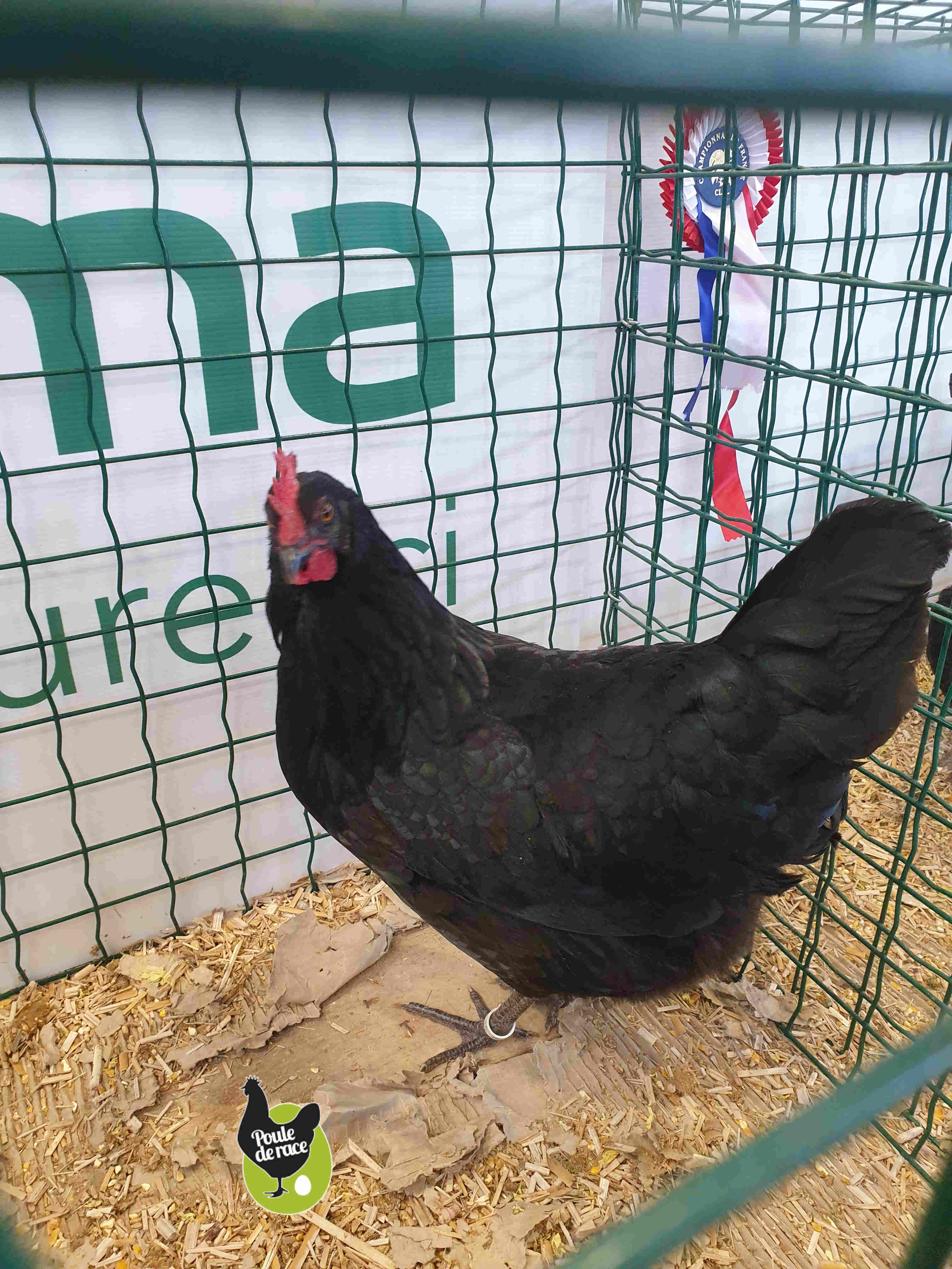 poule limousine noir poule limousine noir