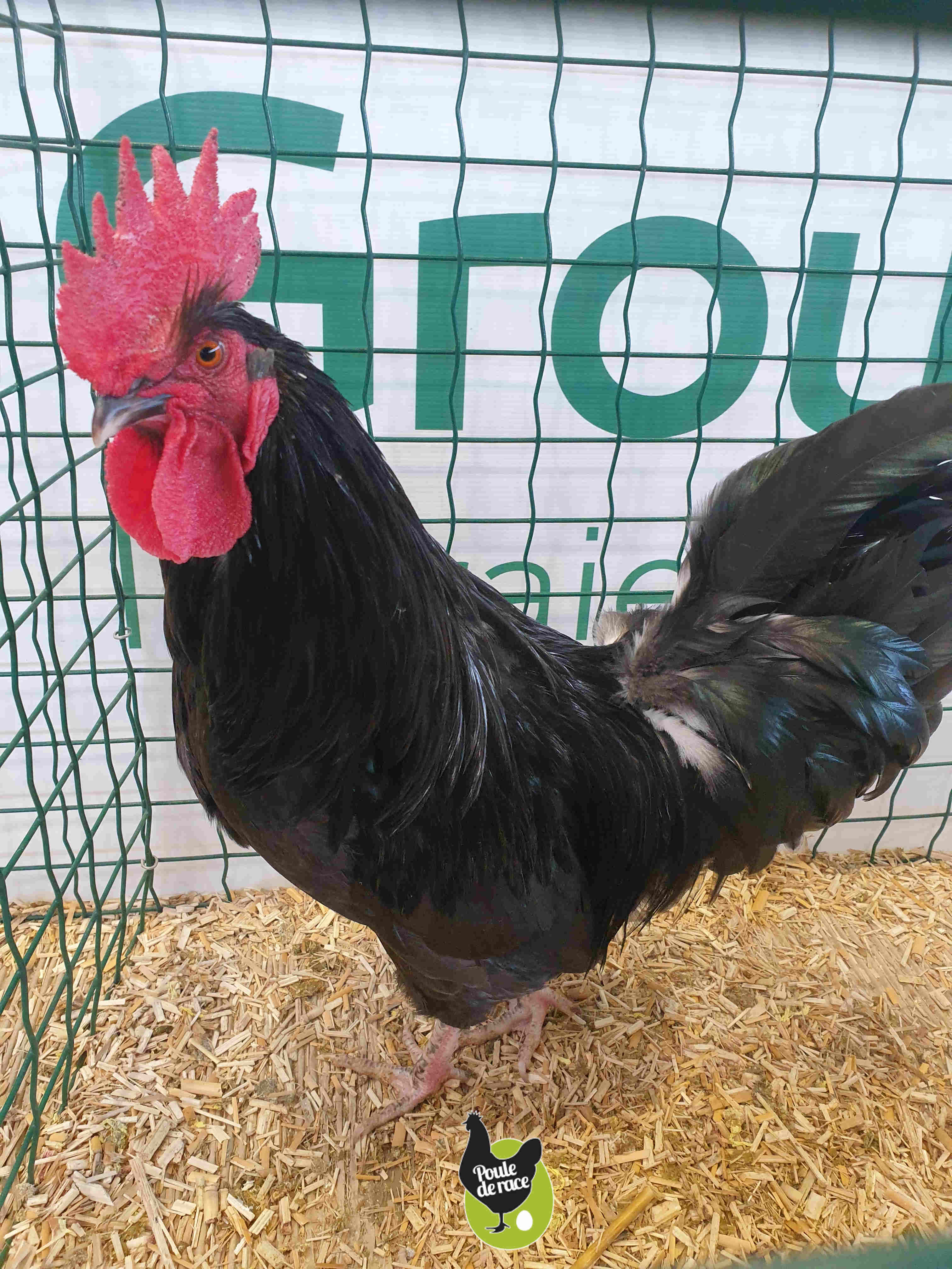 coq limousine noir coq limousine noir