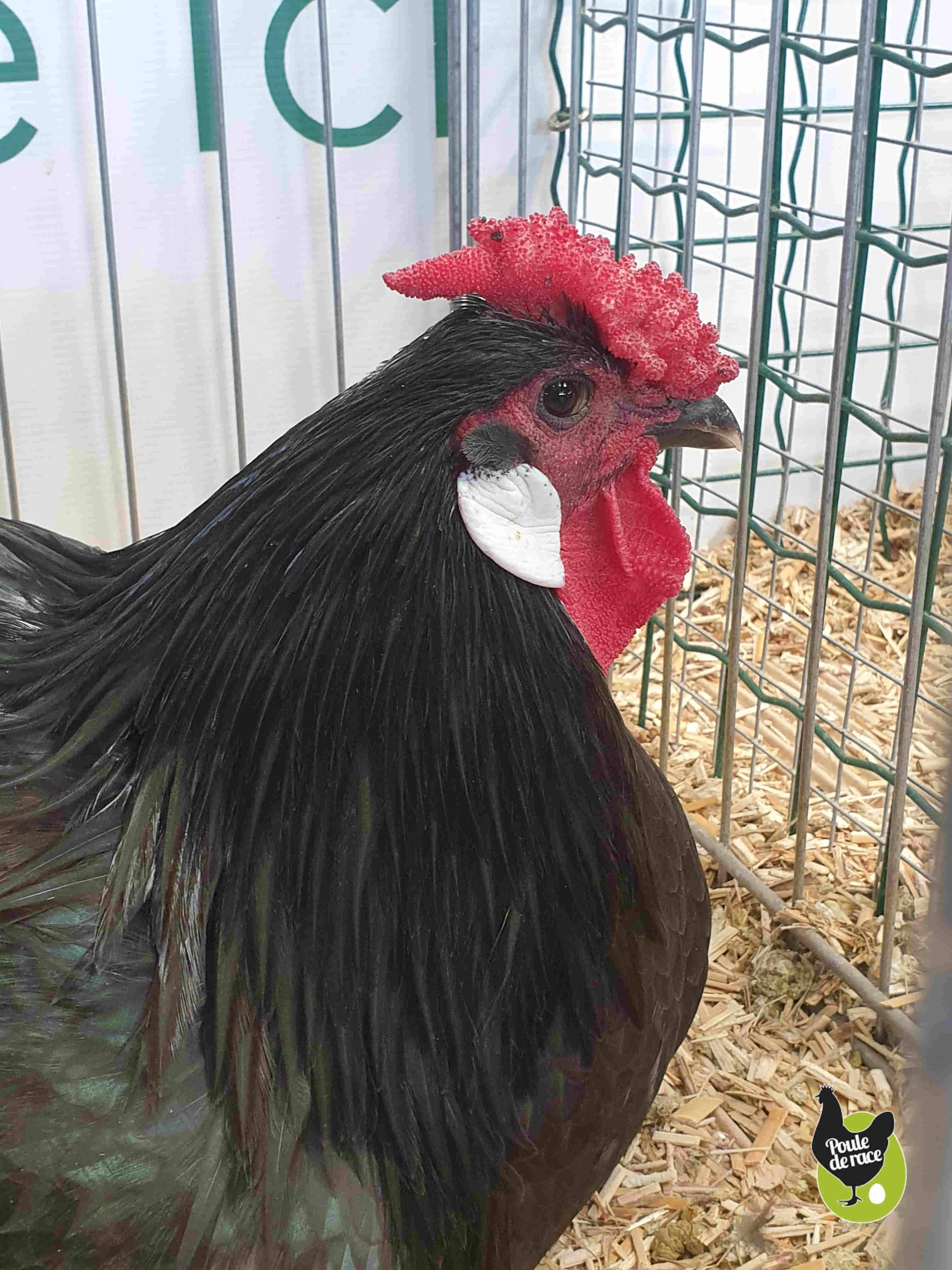 coq le mans noir coq le mans noir