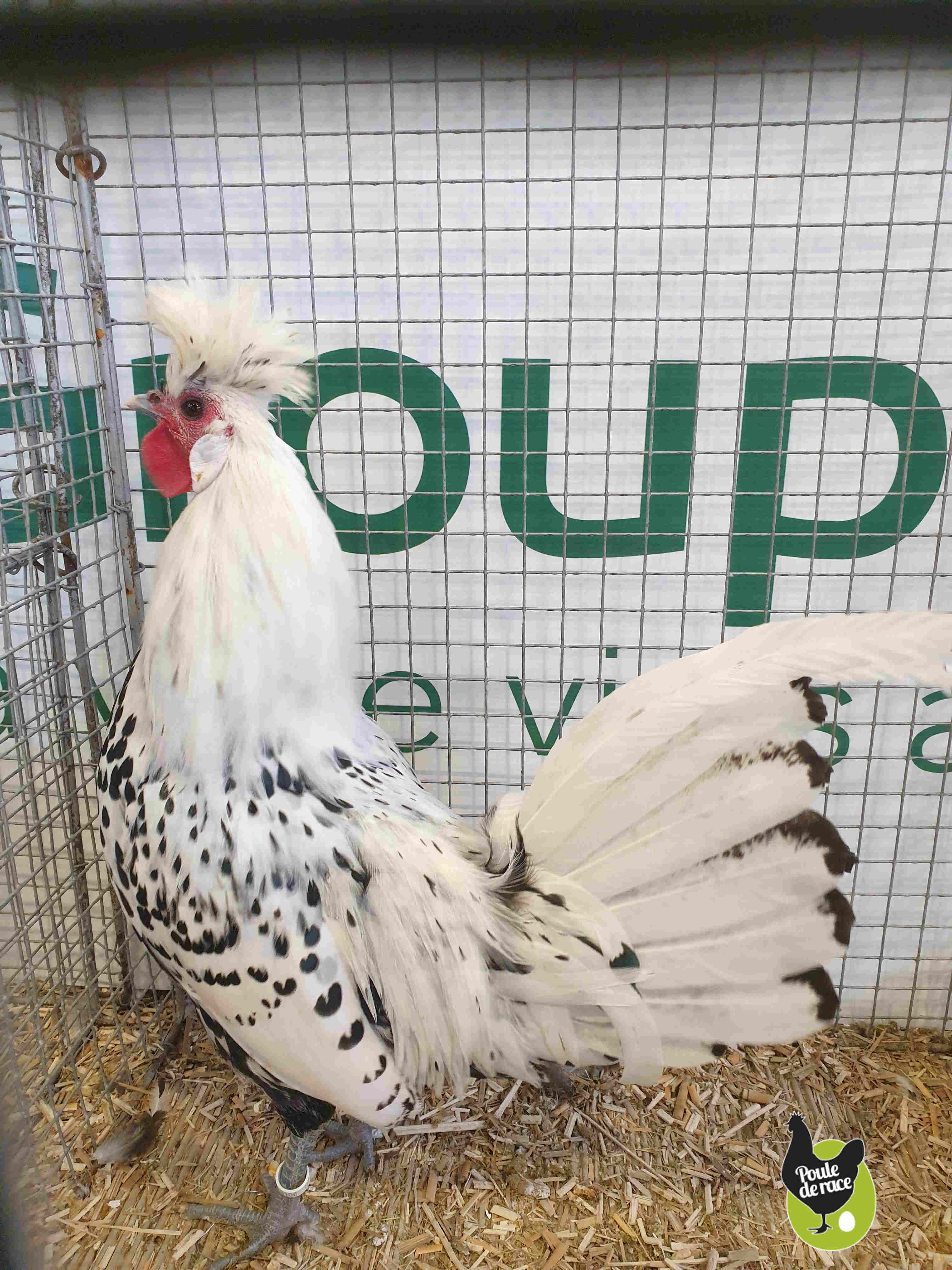 coq appenzelloise huppée argenté pointé noir coq appenzelloise huppée argenté pointé noir