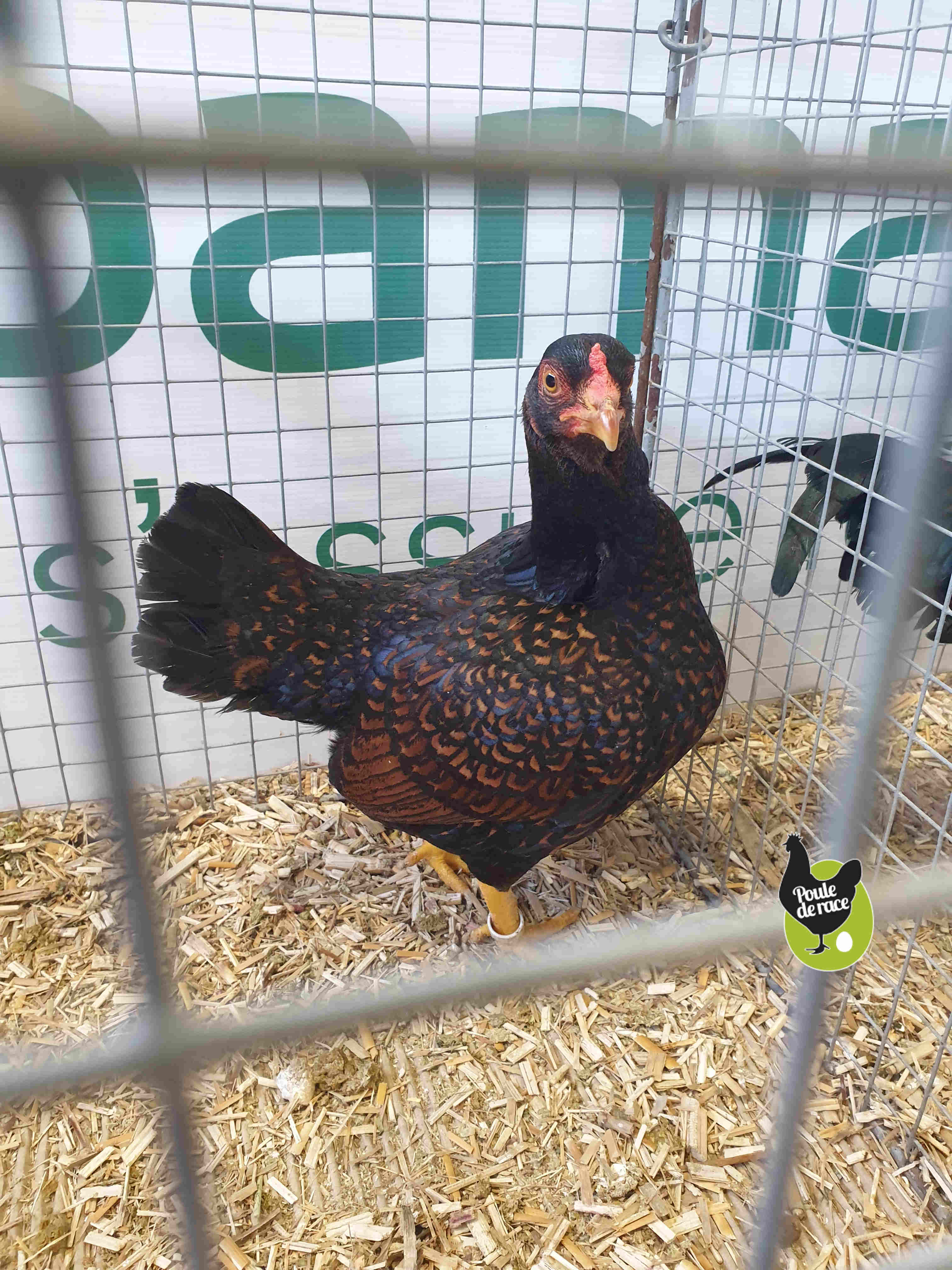 poule combattant indien nain acajou à double liseré noir poule combattant indien nain acajou à double liseré noir