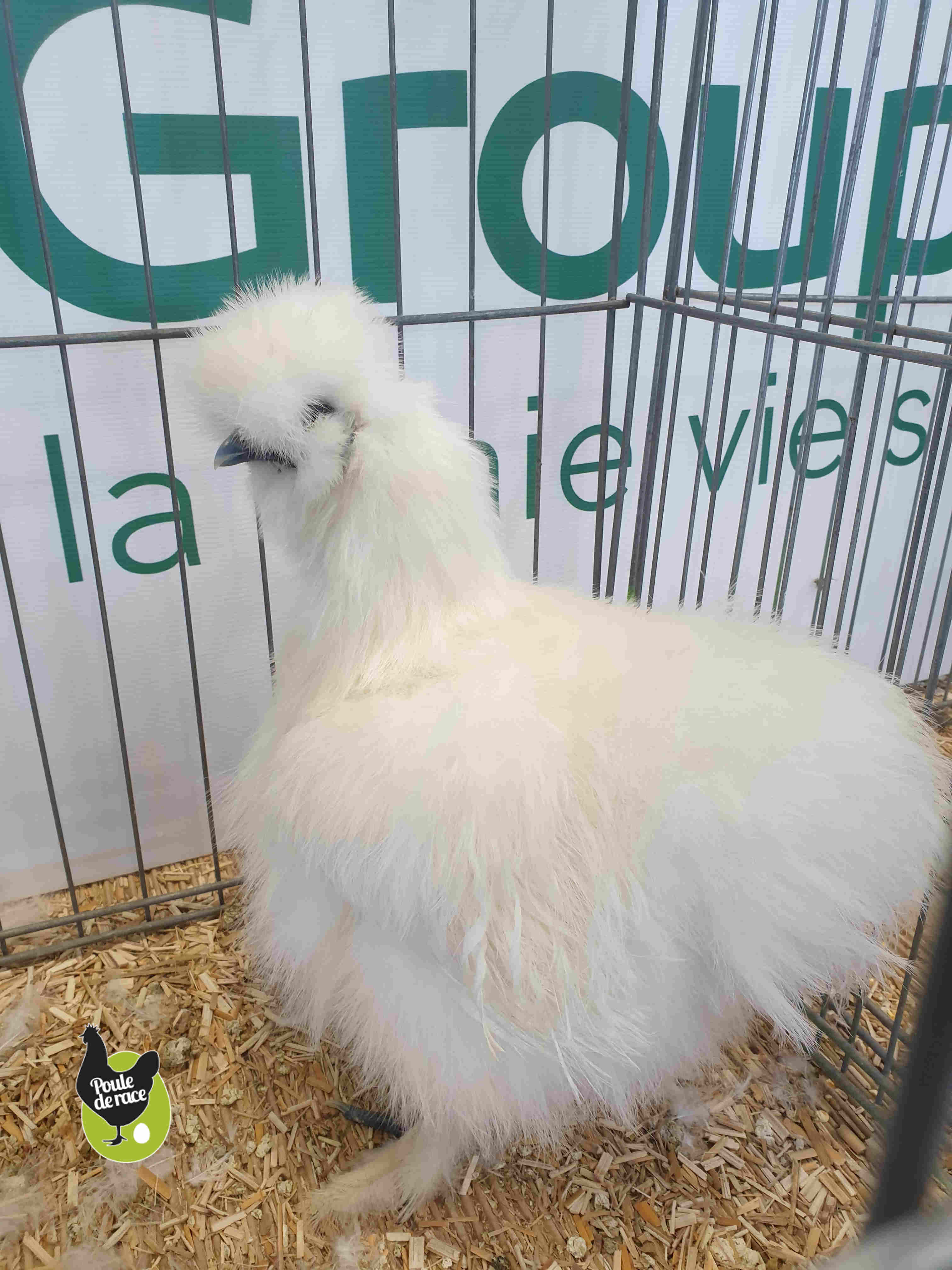 poule soie barbue blanc poule soie barbue blanc
