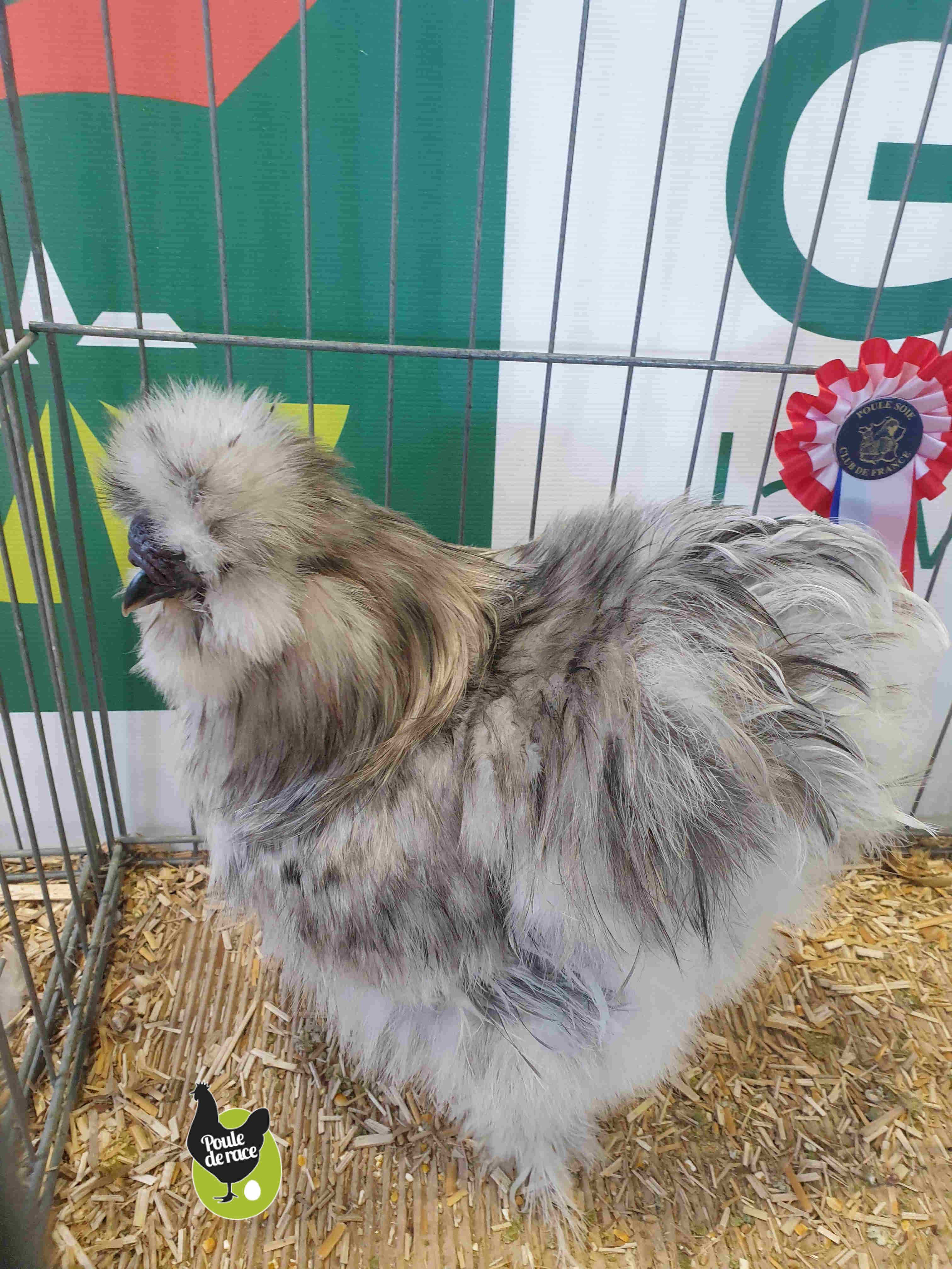 coq soie barbue splah coq soie barbue splah