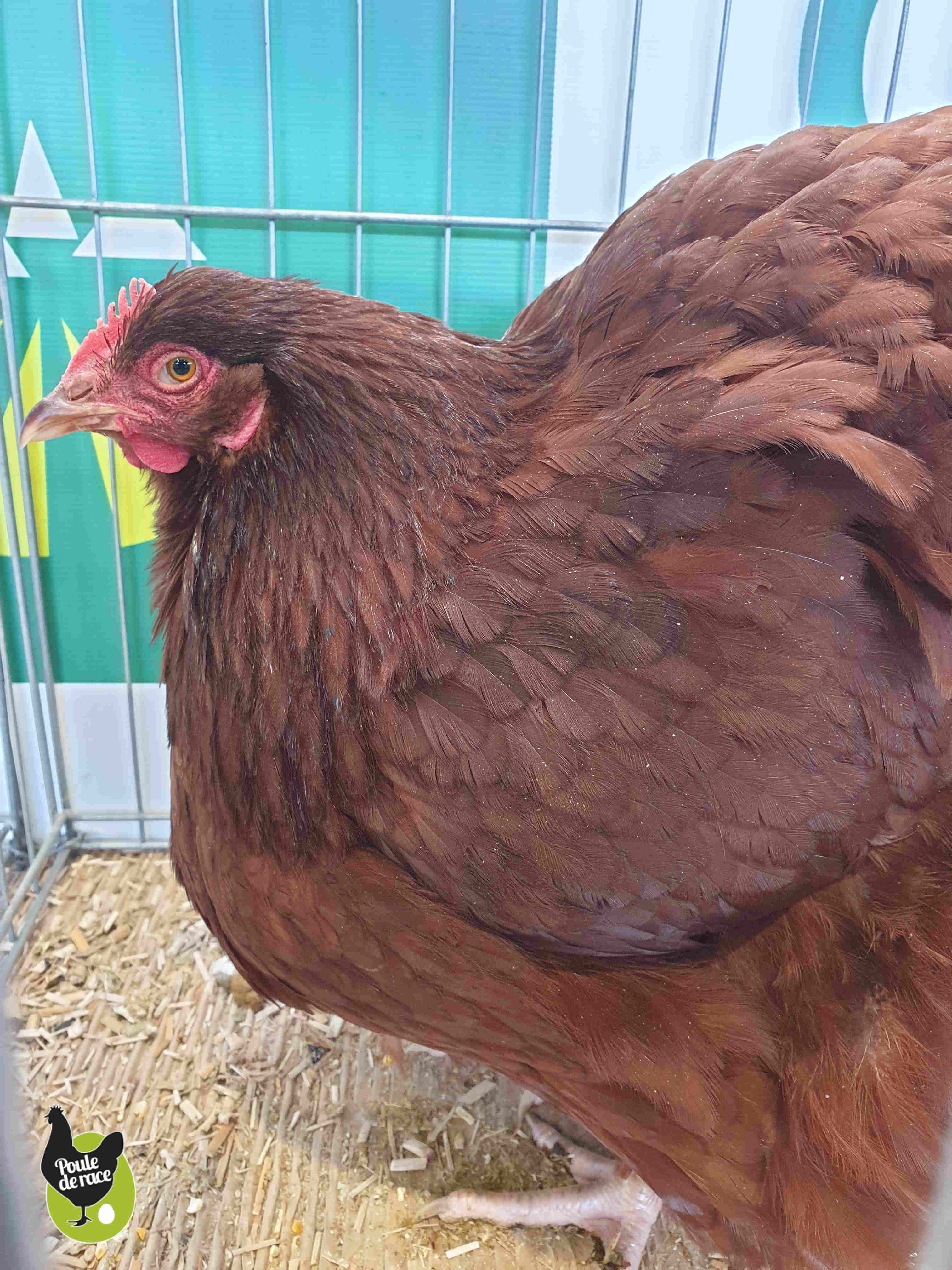 poule orpington rouge poule orpington rouge