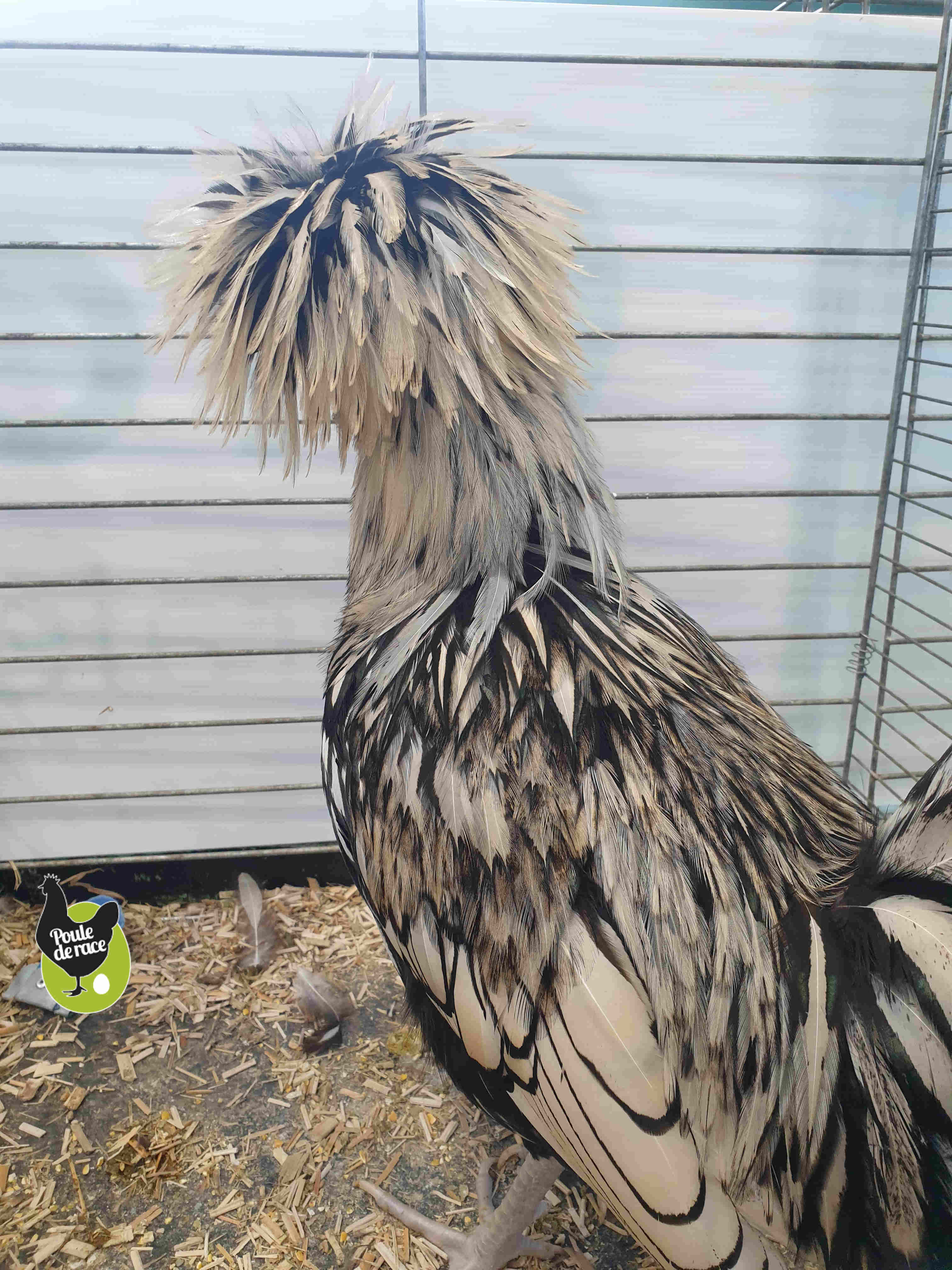 coq padoue argenté liseré noir coq padoue argenté liseré noir