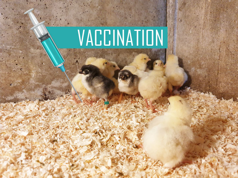 vaccination des poussins