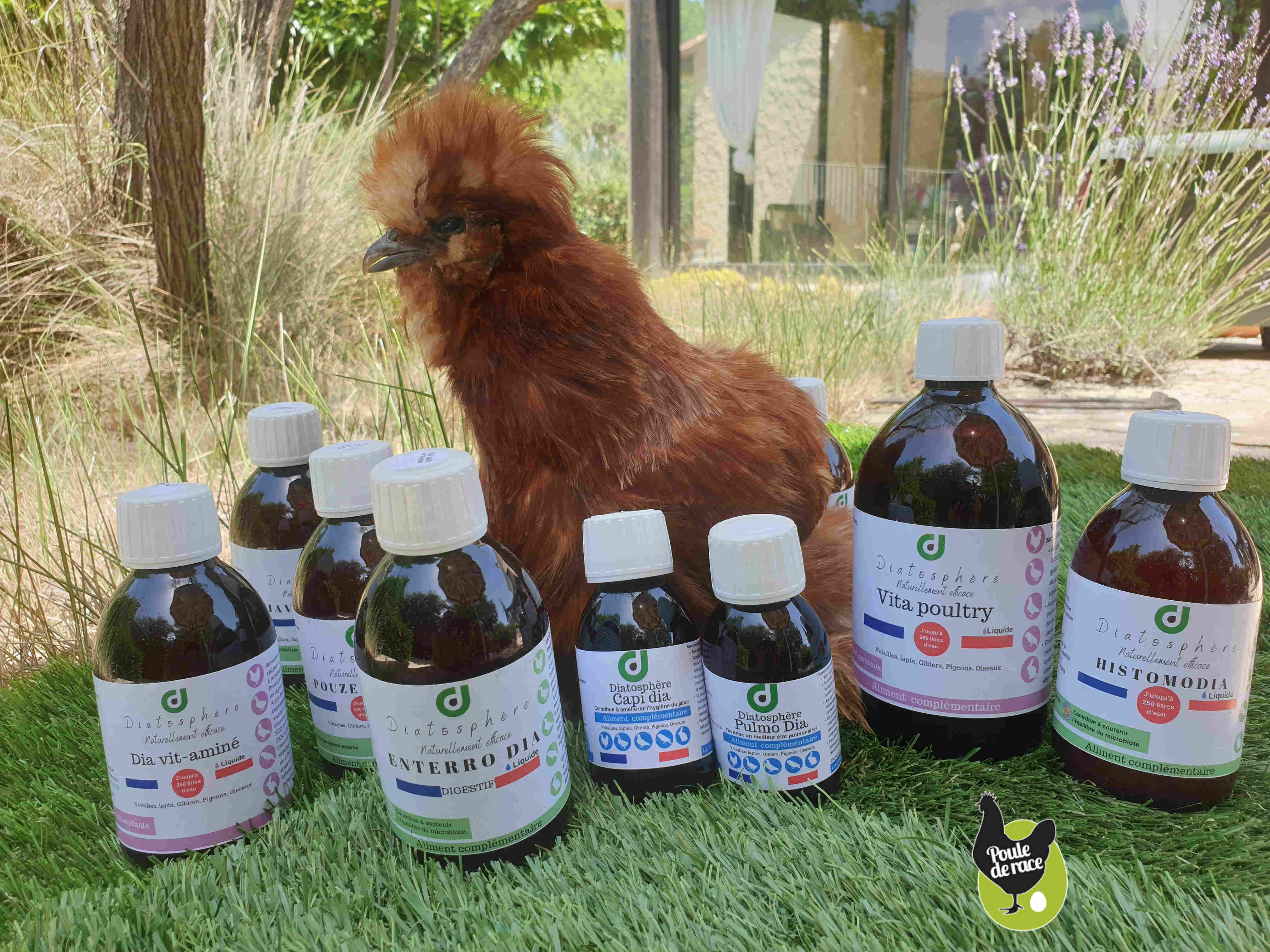 Diatosphère soins et hygiène naturels pour vos poules Diatosphère soins et hygiène naturels pour vos poules