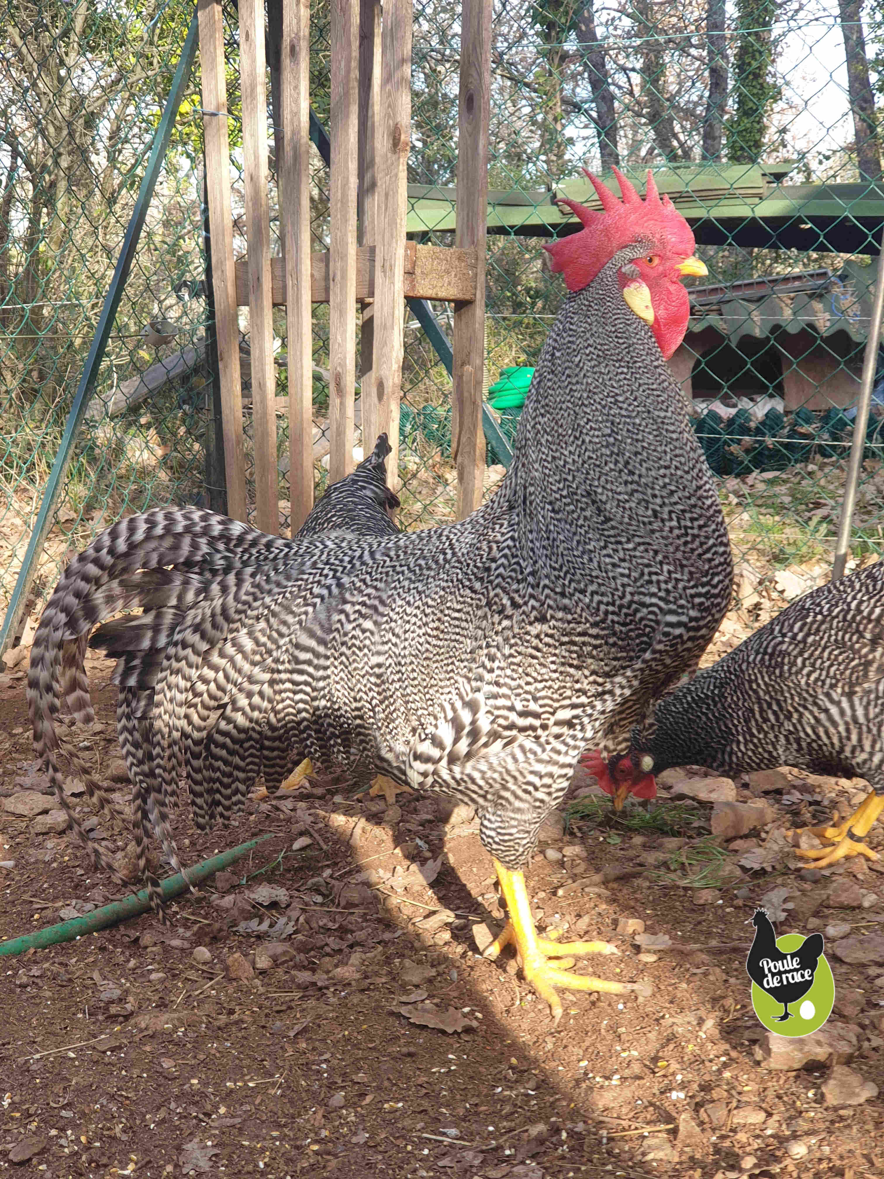 coq italienne barré