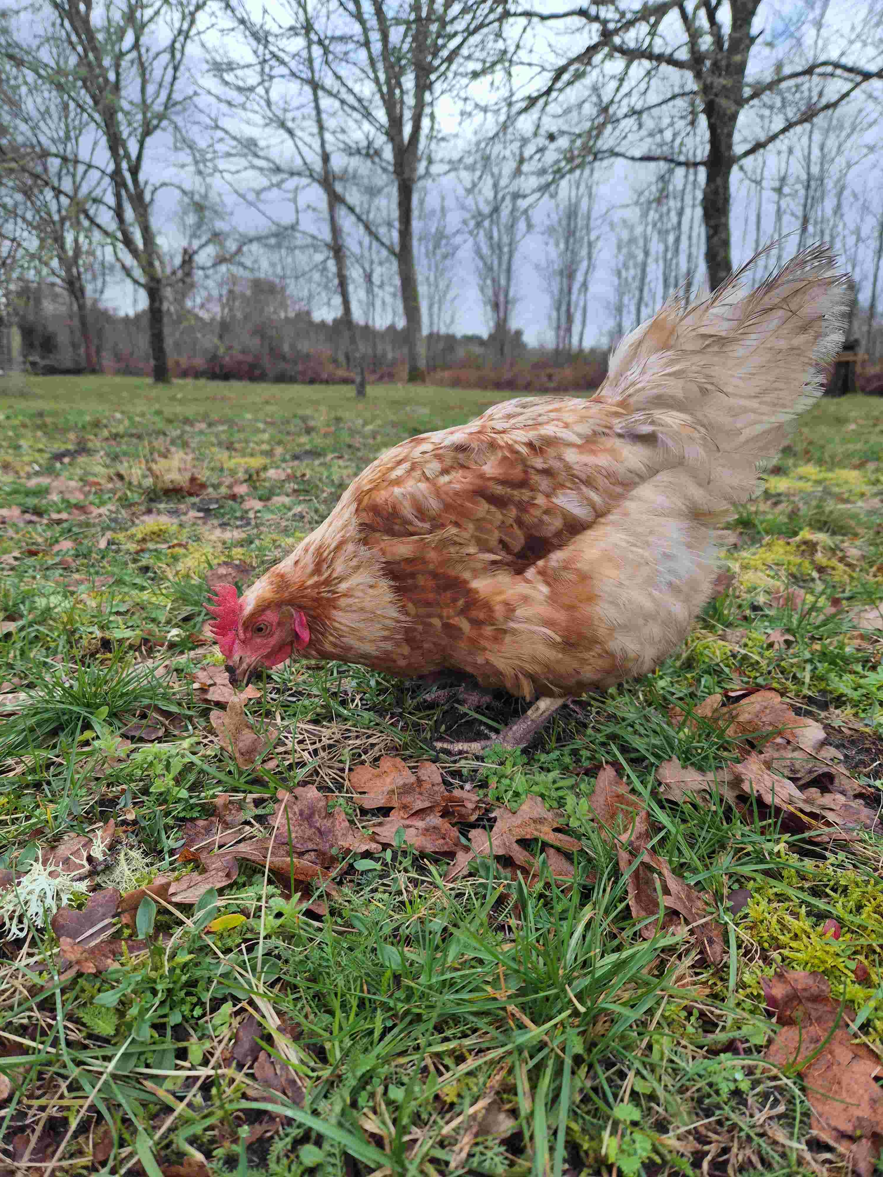 poule rousse industrielle