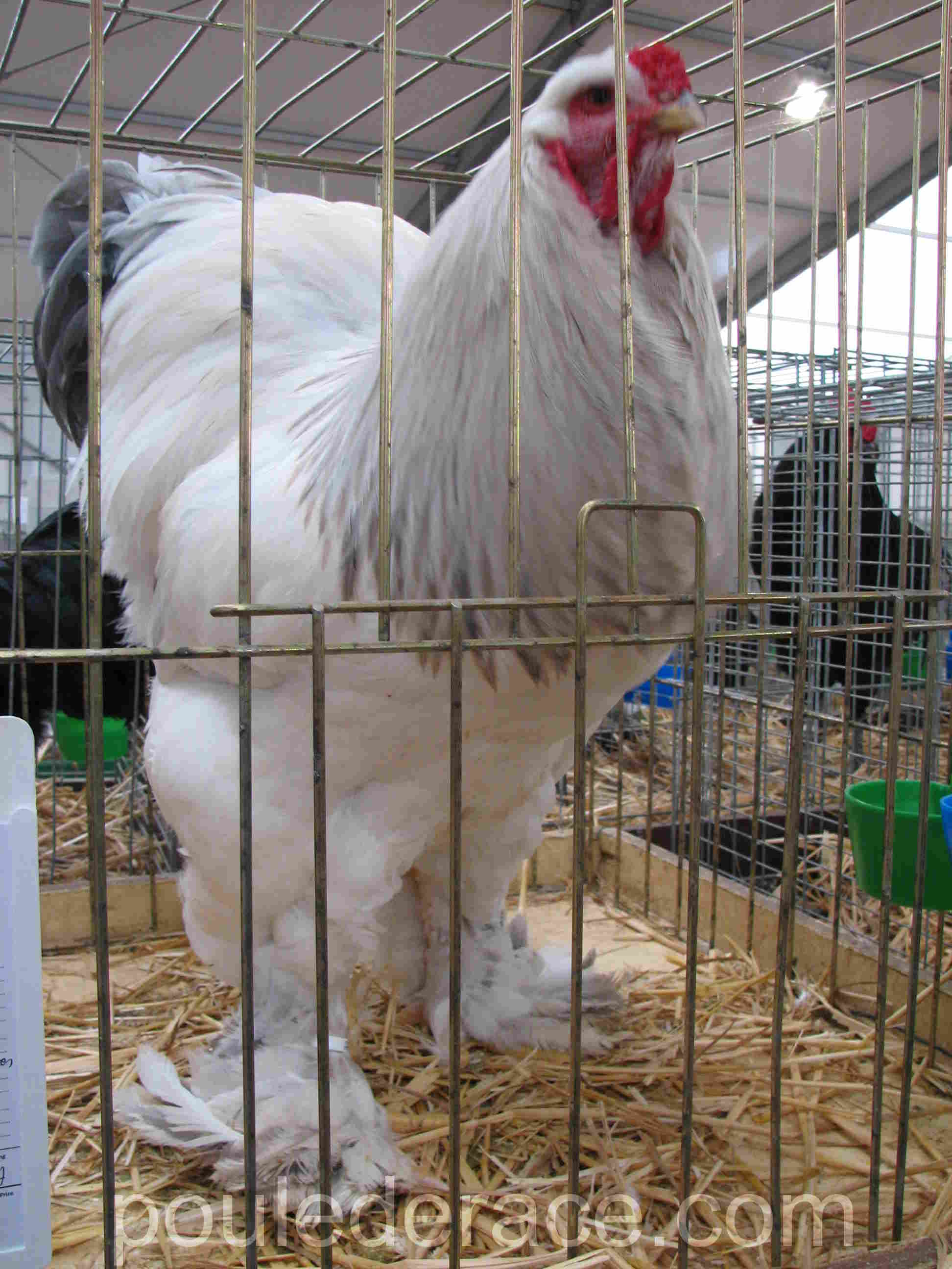 La poule Brahma La poule Brahma