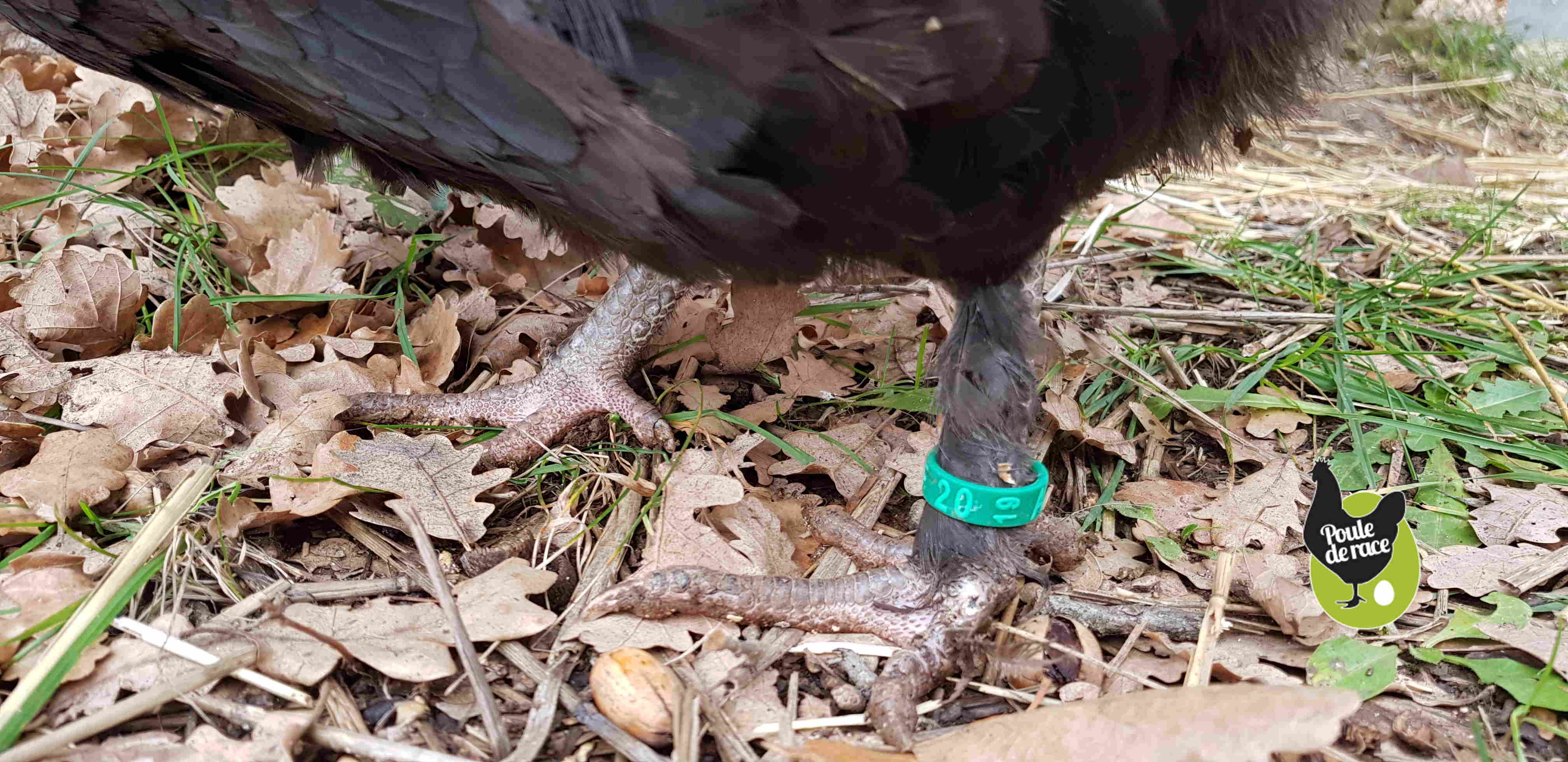 Quelle Bague Pour Quelle Race