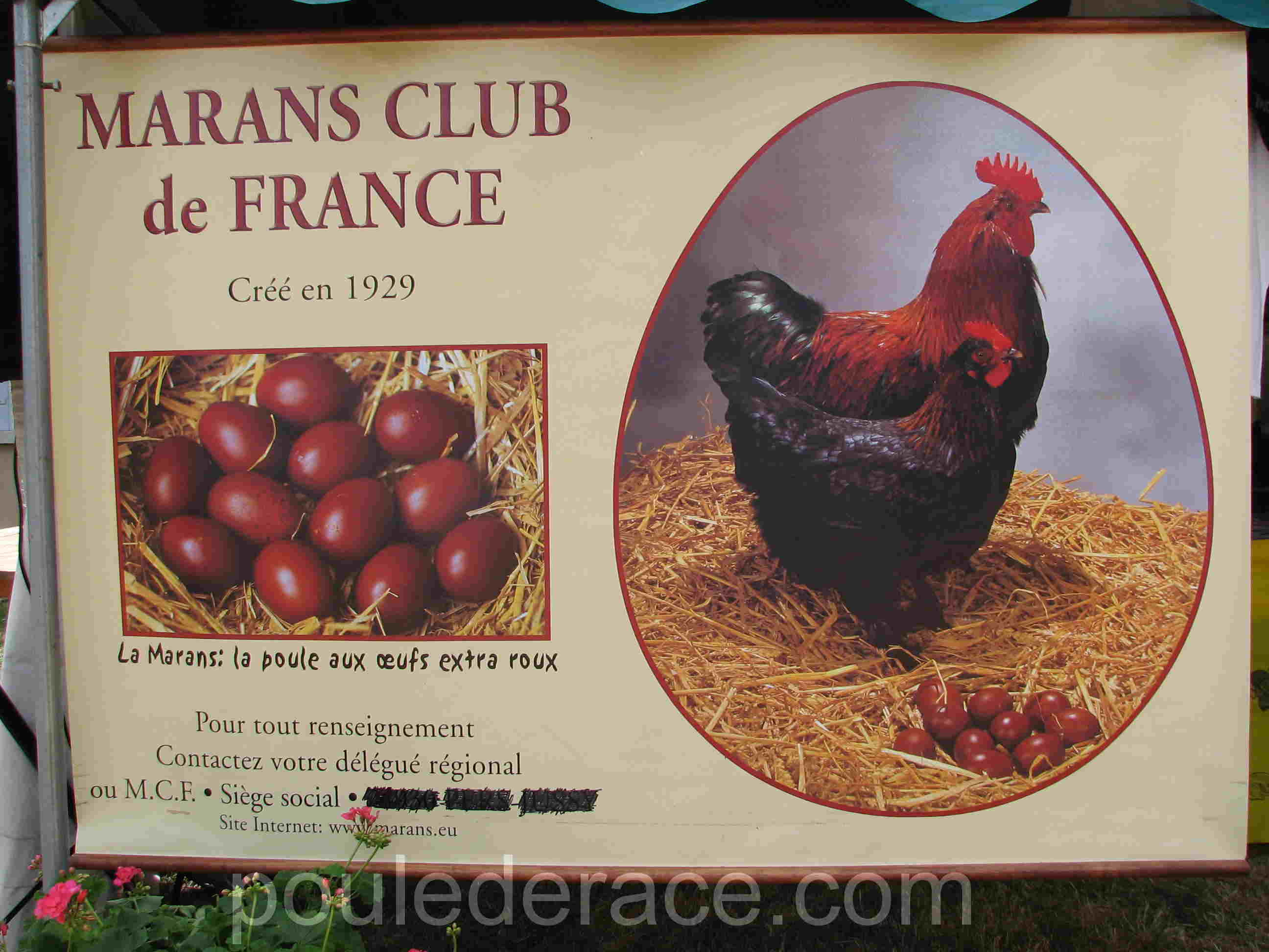 Fête europeenne de la poule de Marans  Fête europeenne de la poule de Marans