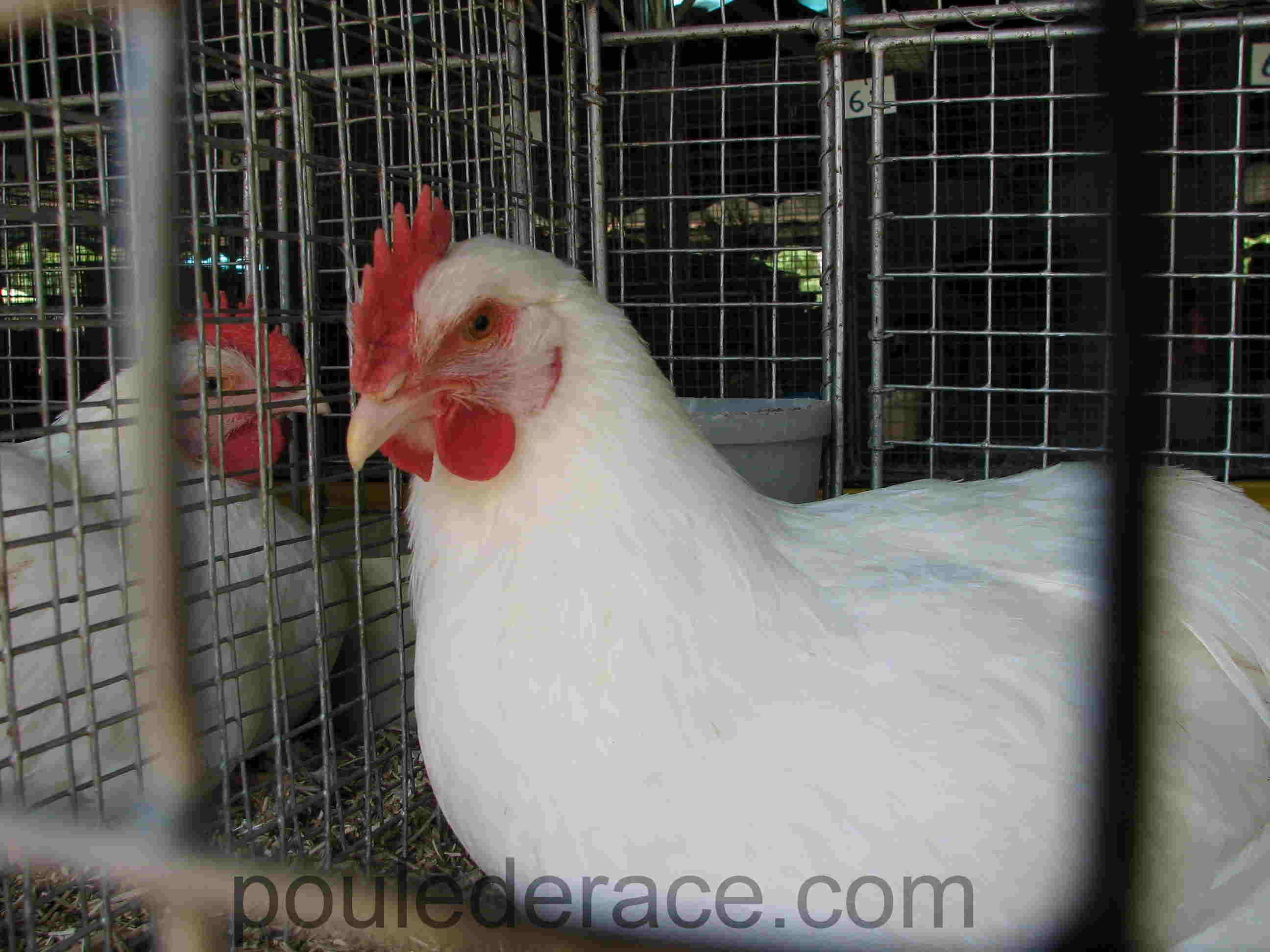 jeune coq Marans blanc