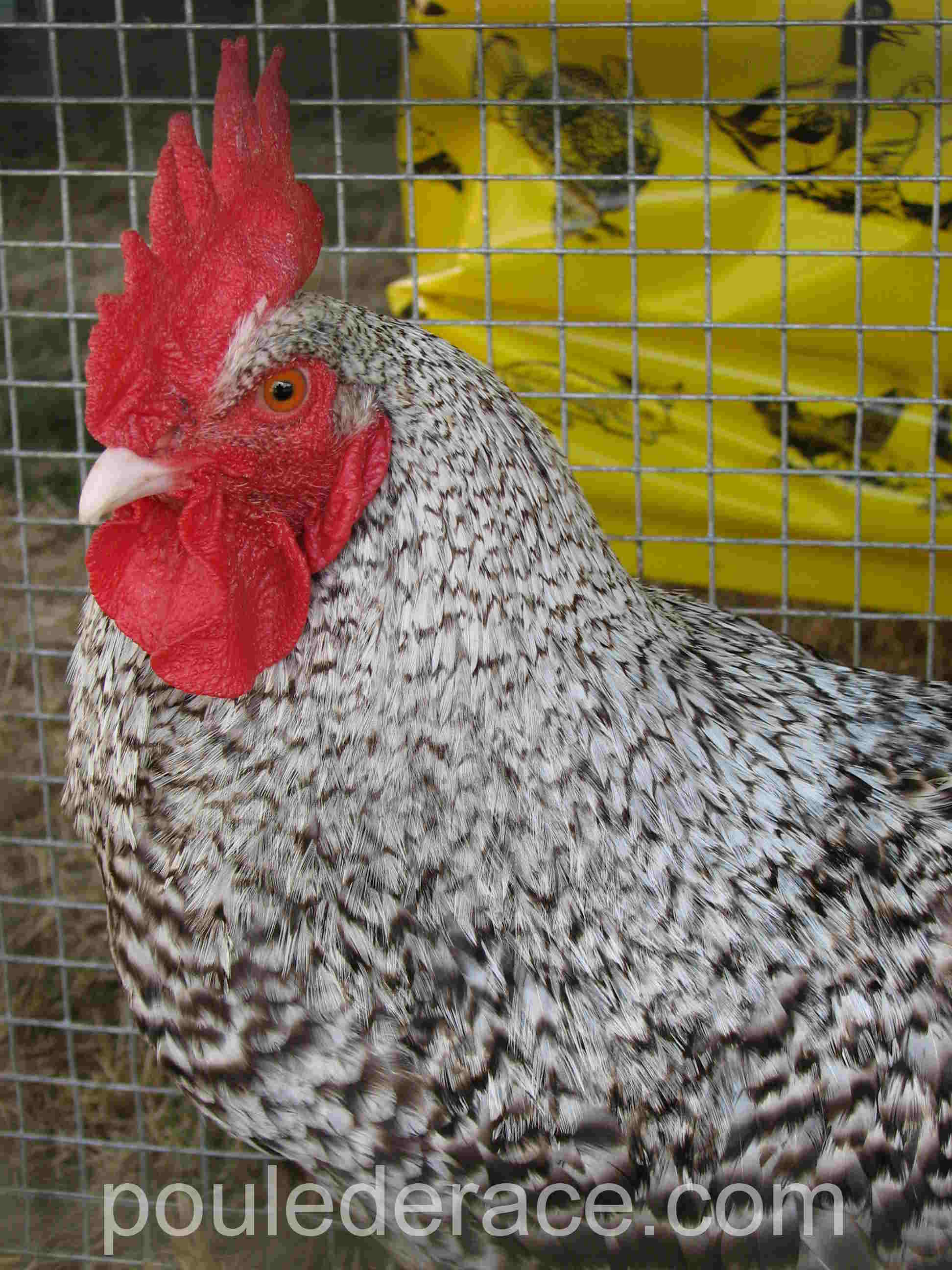 Coq Marans coucou argenté