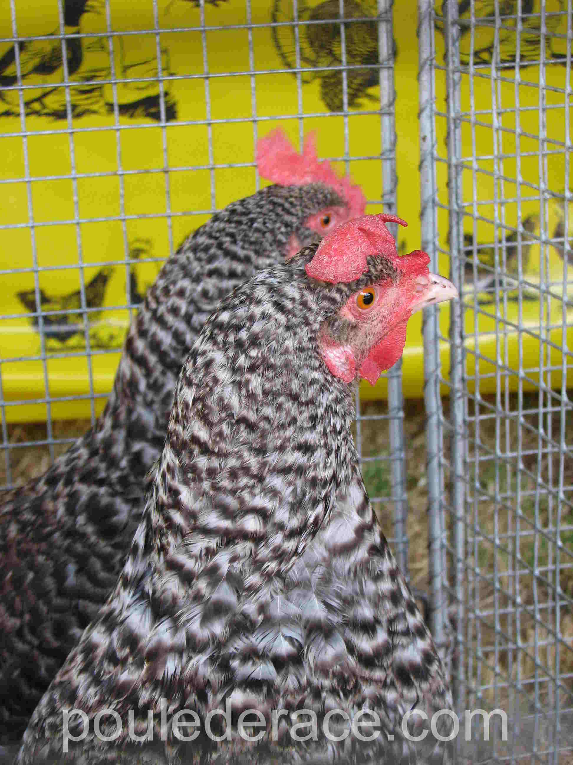 poules Marans coucou argenté poules Marans coucou argenté