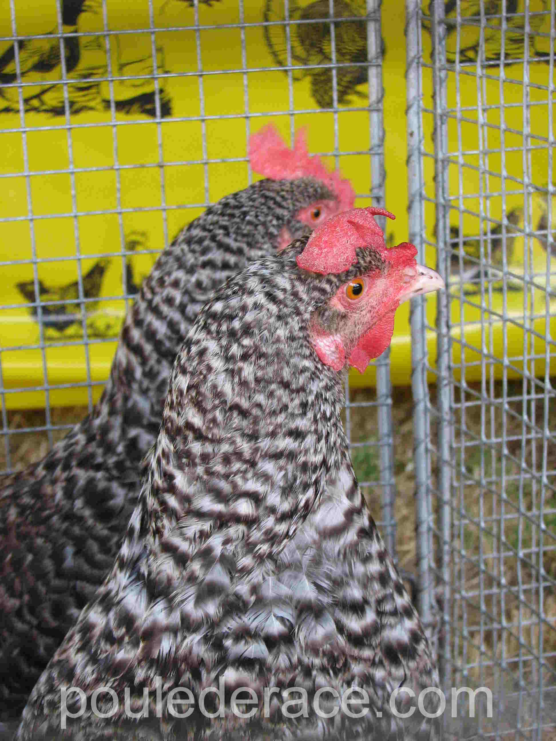 poules Marans coucou argenté