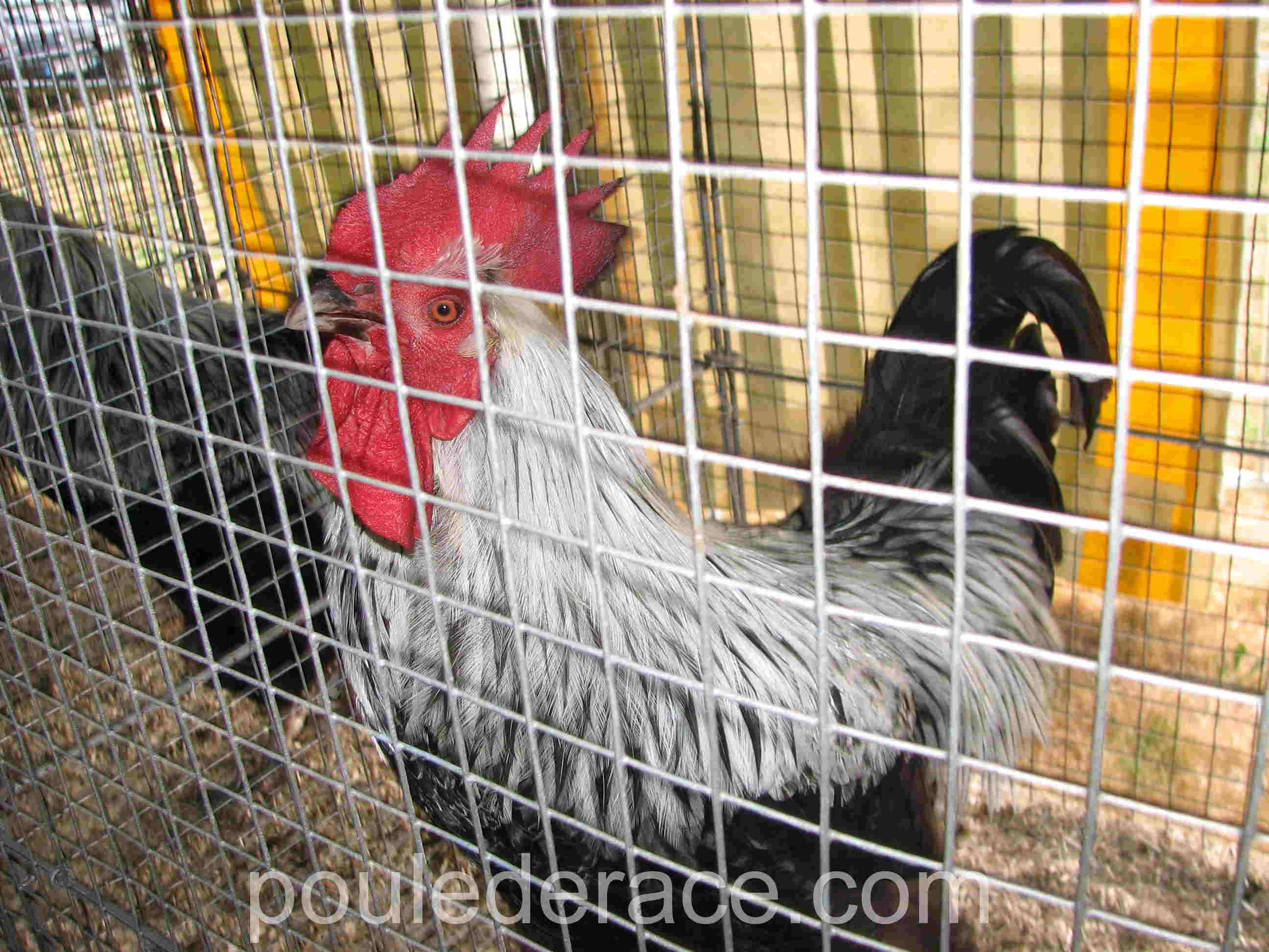 Superbe coq Marans noir à camail argenté vendu aux enchères