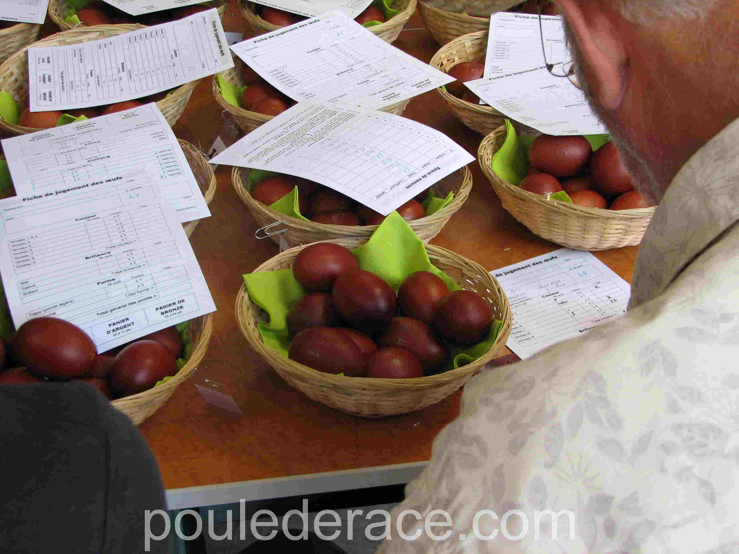 jugement des oeufs de Marans