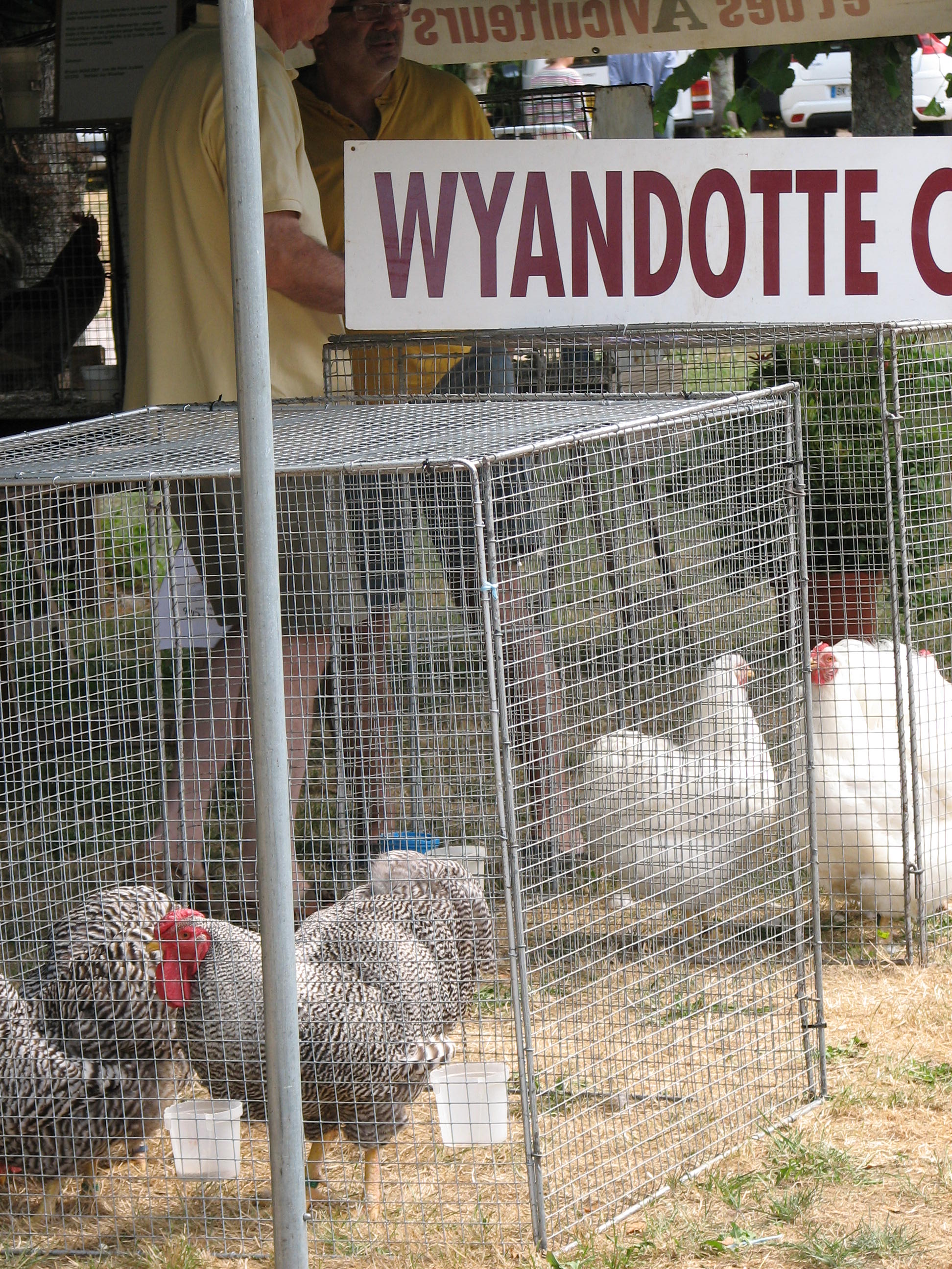 le club de la Wyandotte était présent le club de la Wyandotte était présent